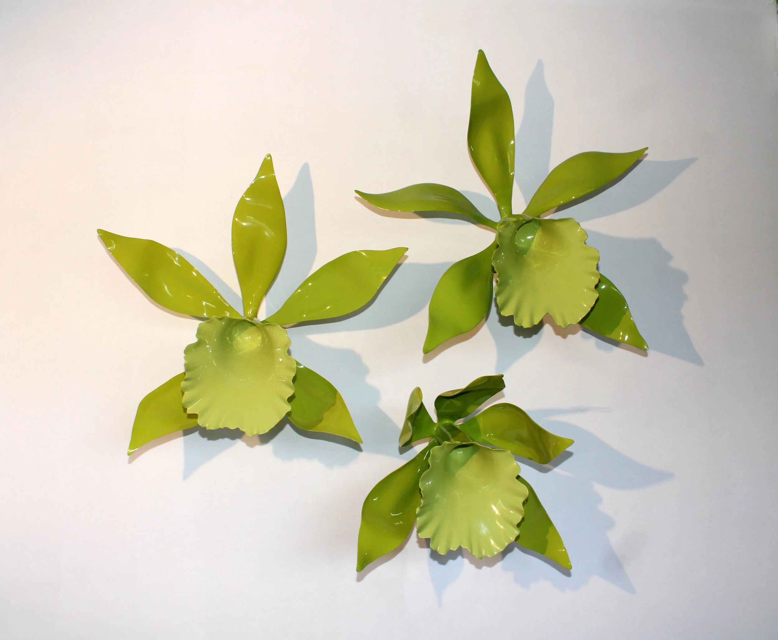 Green succulent plant with broad, glossy leaves against a plain, light background.