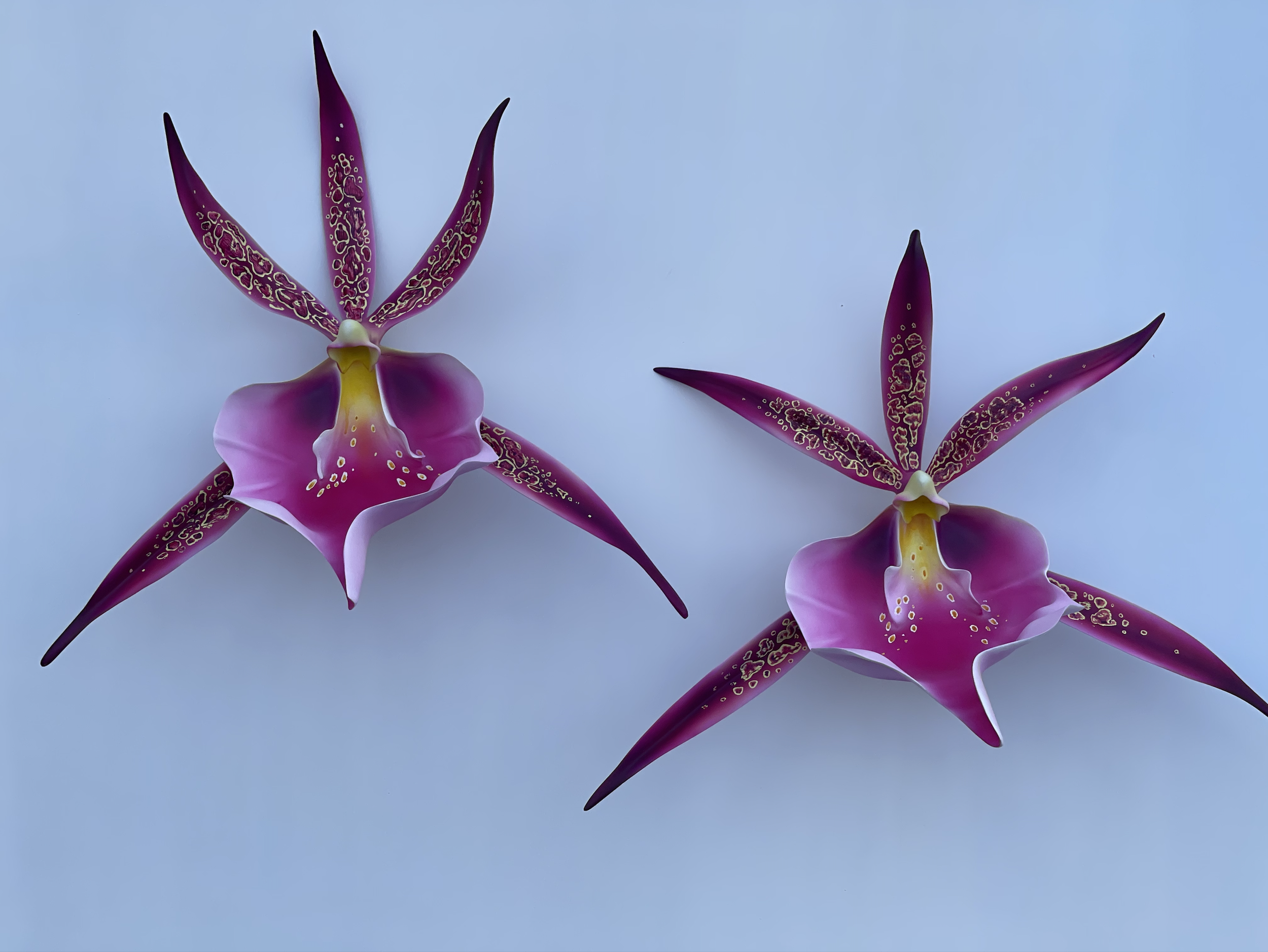 Two pink and purple orchid flowers with speckled petals against a clear blue sky.