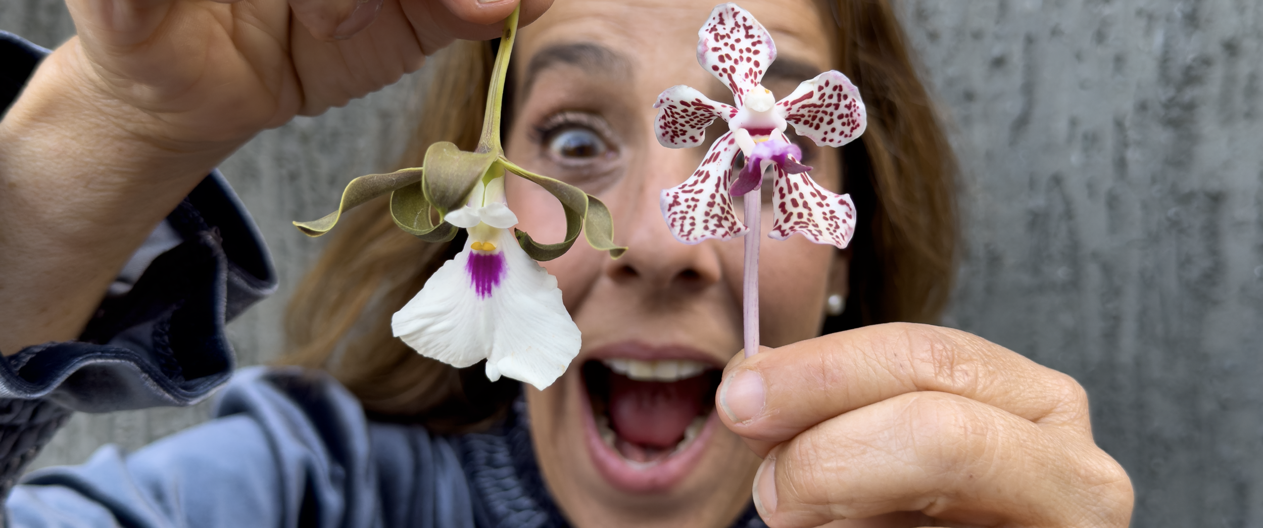 A woman holding two orchids close to her face, one with white petals and purple markings, and one with greenish petals and colorful markings, while making an expressive face with her mouth open and eye wide.