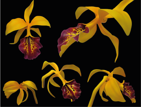 Yellow and purple orchid flowers with a black background.