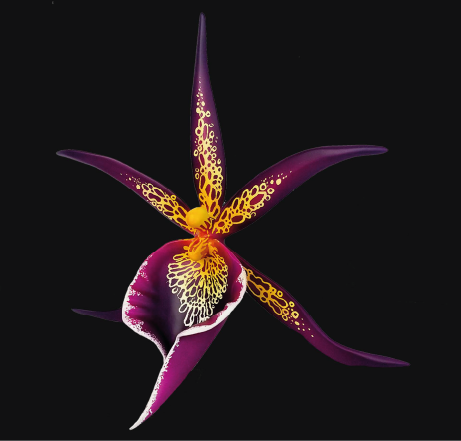 A stylized orchid flower with purple and yellow petals against a black background.