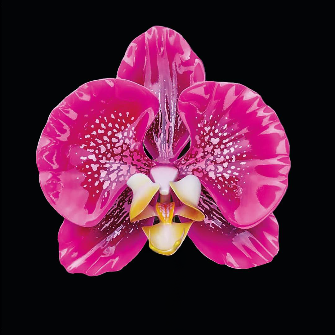 Close-up of a pink orchid flower with white and yellow accents against a black background.