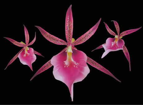 Close-up of three pink orchids against a black background.