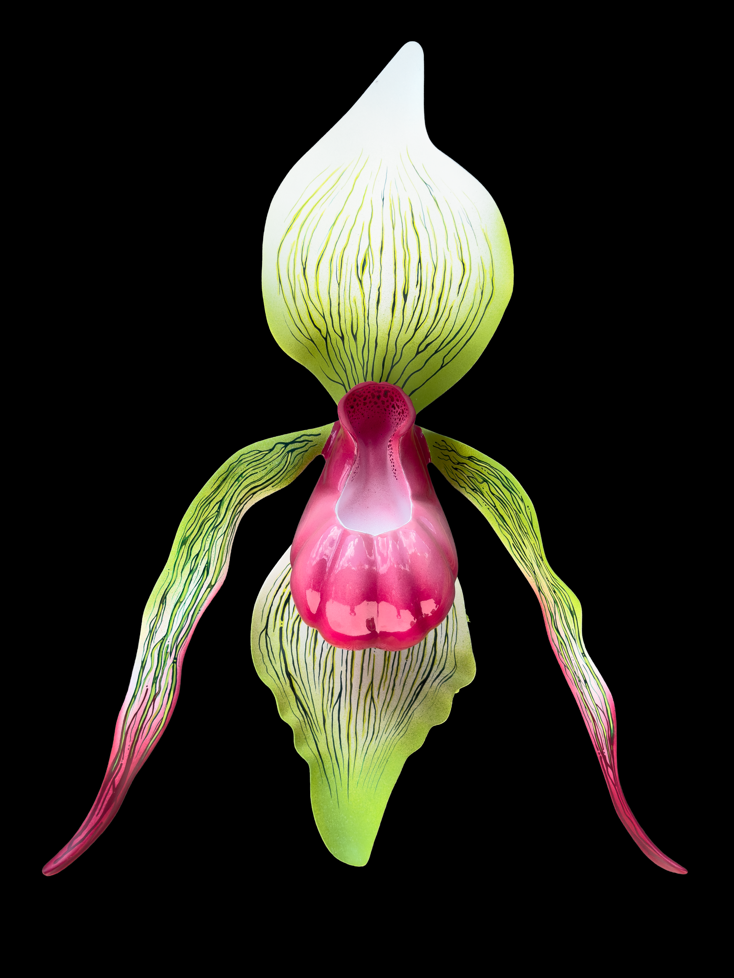 A detailed botanical illustration of a pink and green orchid with intricate petal patterns and a dark background.