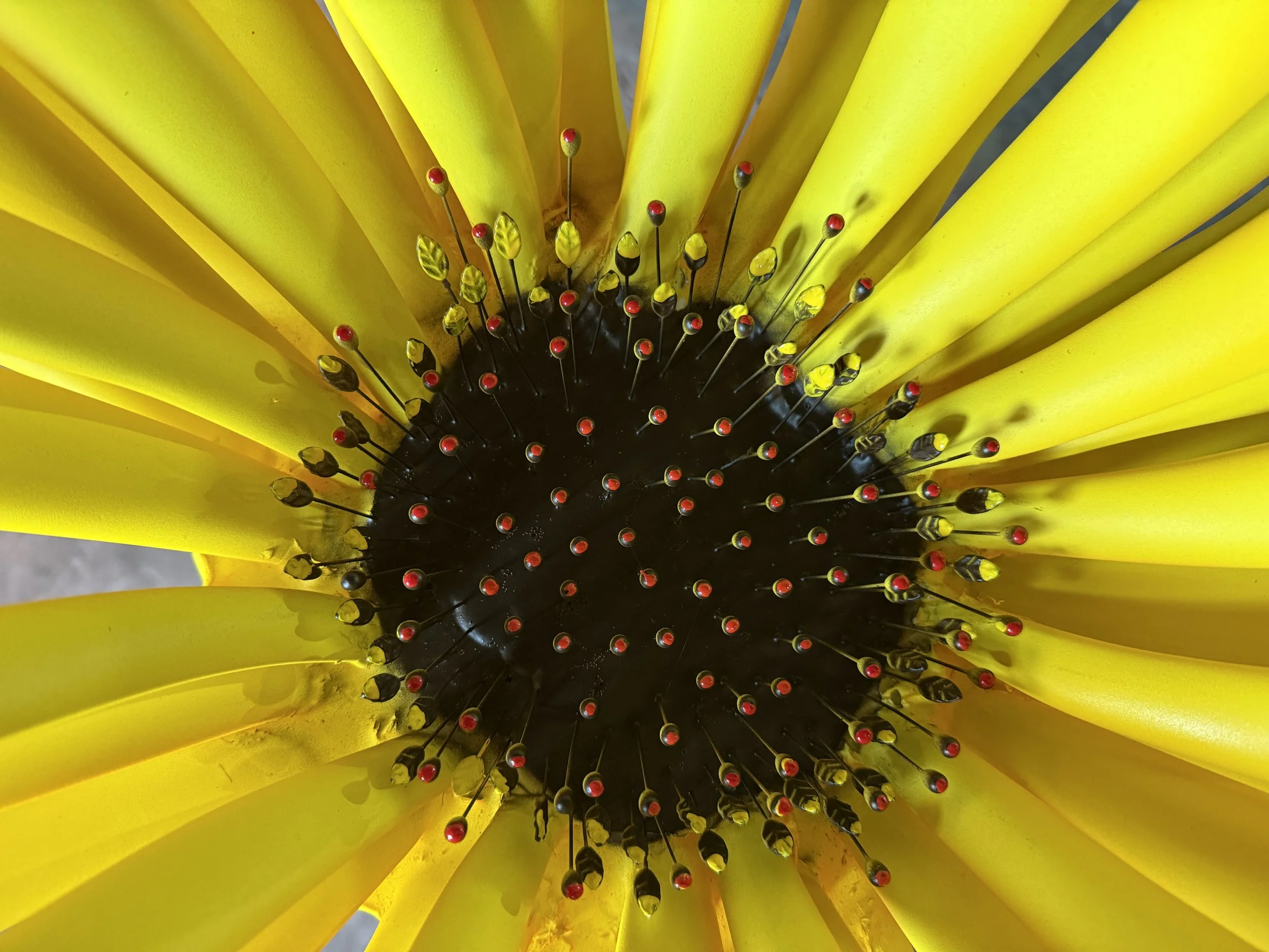 Close-up of the center of a sunflower, showing yellow petals, black center, and numerous tiny red-tipped stamens.