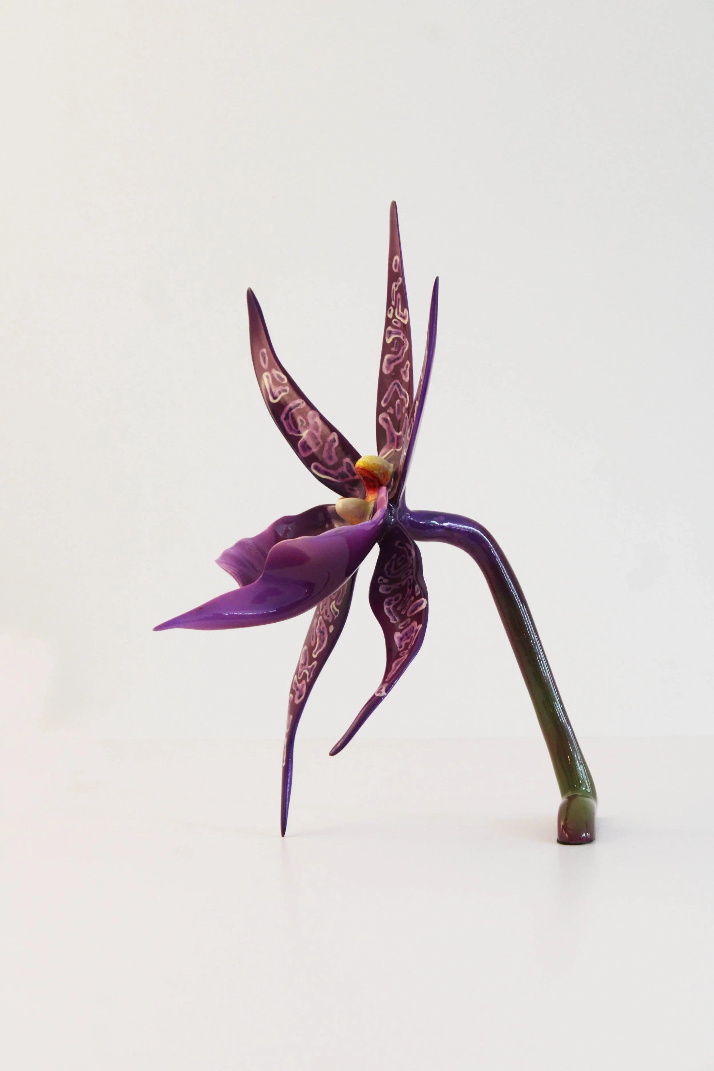 A purple orchid flower with variegated purple and pink petals against a plain white background.