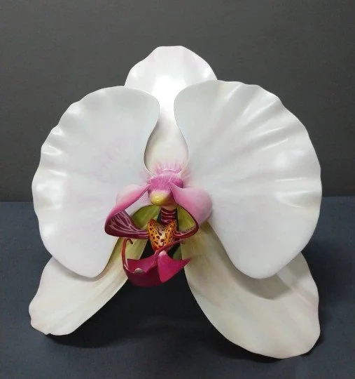 A large white orchid flower with a pink and yellow patterned center against a dark background.