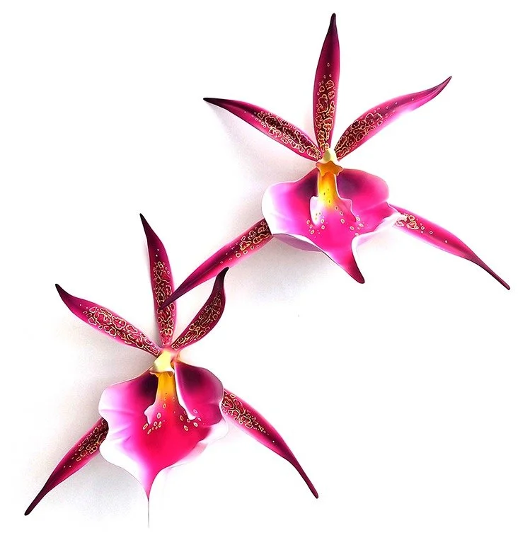 Two pink and white orchids with elongated petals on a white background.