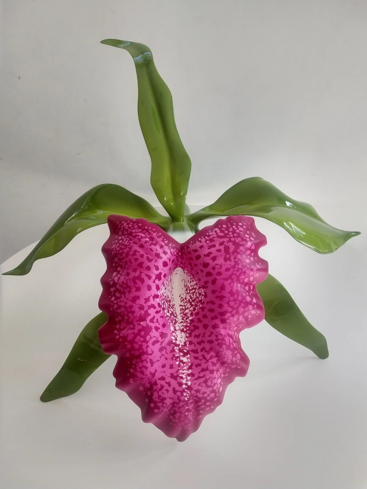 A potted orchid plant with broad green leaves and a large pink flower with purple spots and a white center.