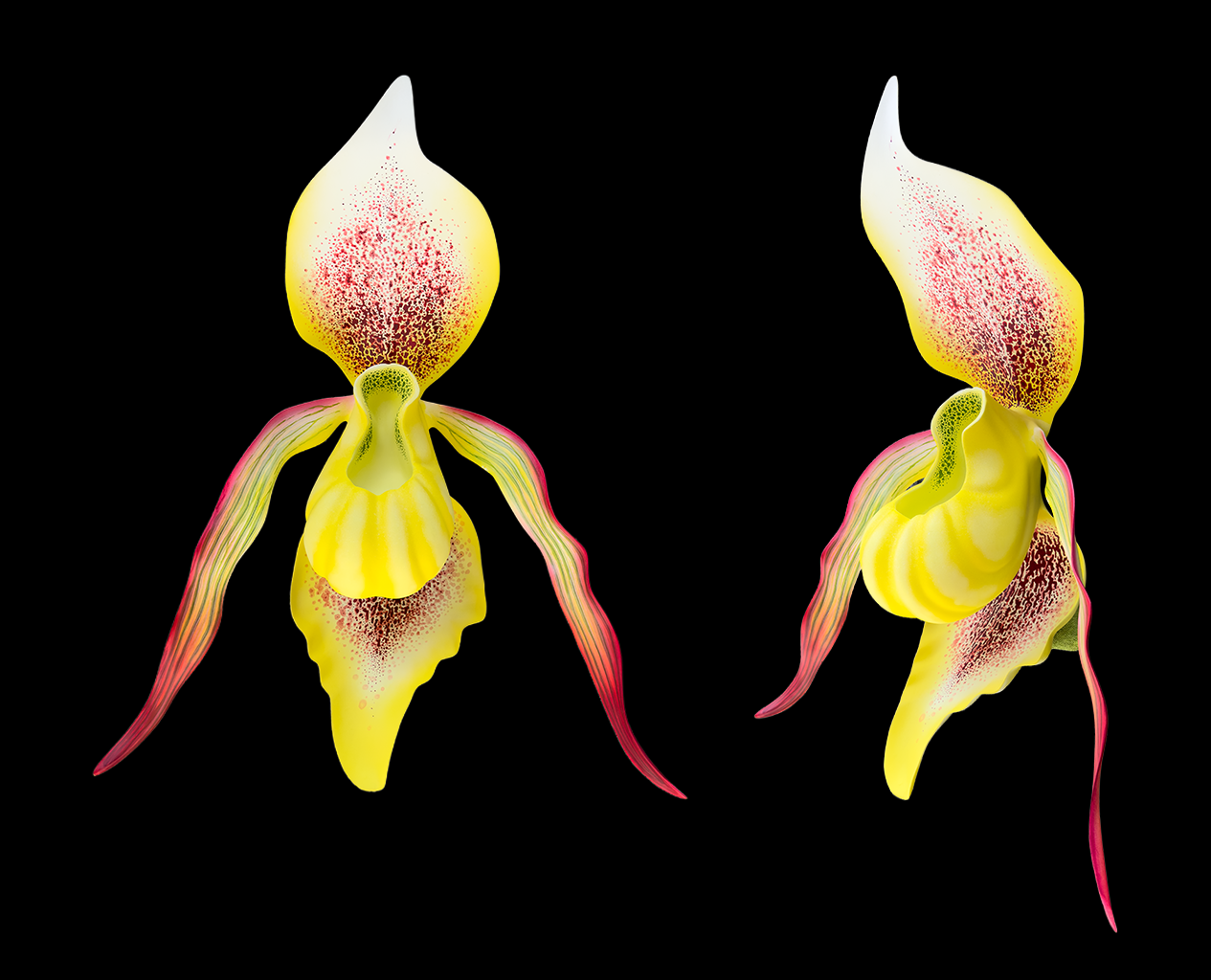Yellow and pink orchid flower with elongated petals against a black background.