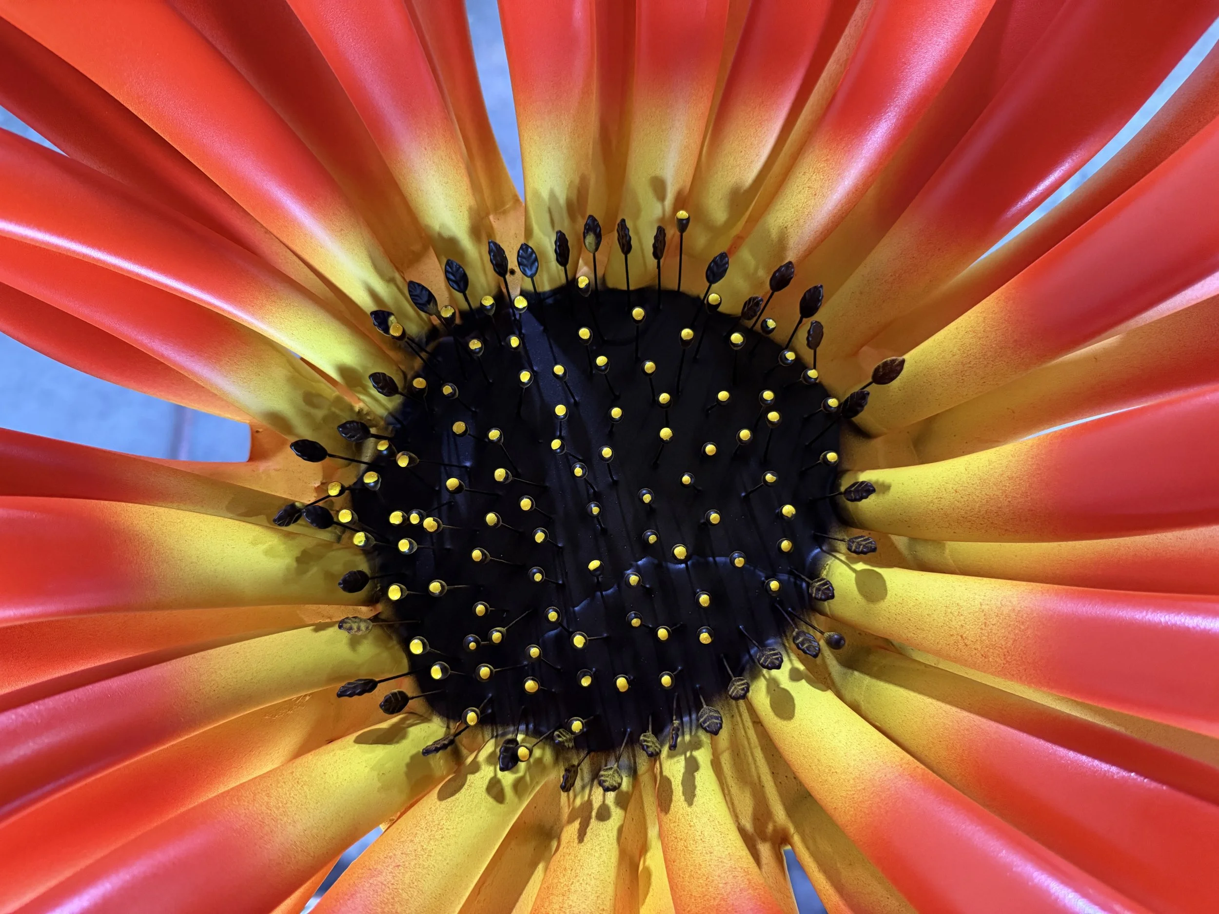 Close-up of a colorful flower with red, yellow, and orange petals and black and yellow stamens.