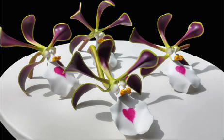 Six orchid flowers with white petals and pink heart markings, purple and yellow accents, arranged on a white surface