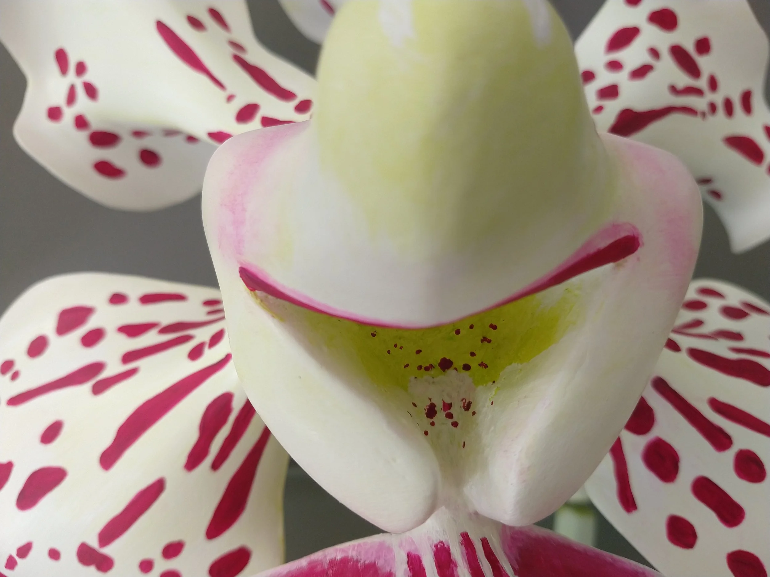 Close-up of an orchid with white petals featuring pink and red markings and a pale yellow center.