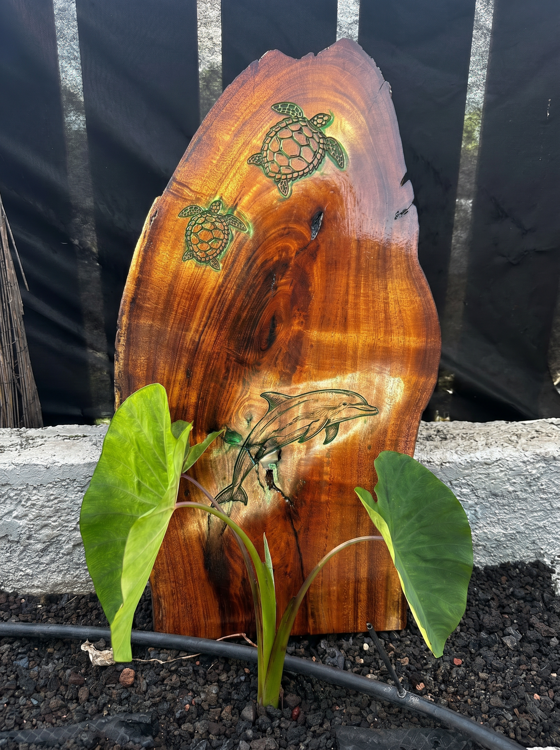 Decorative wooden piece with painted turtles and a dolphin, surrounded by green leaves, set on dark gravel ground with black fabric background.