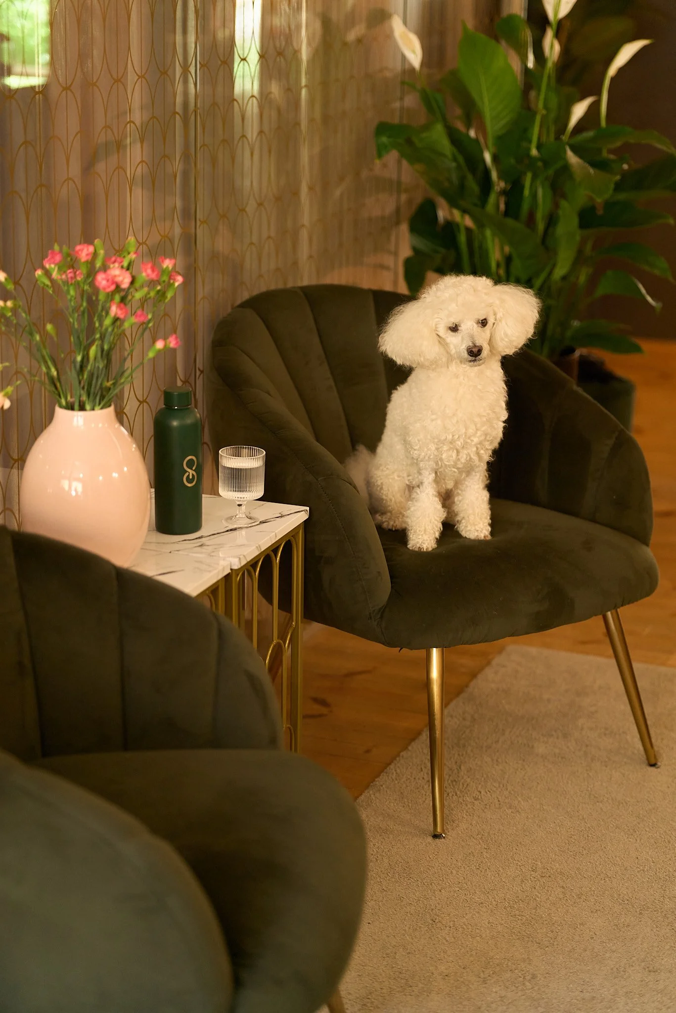 A white poodle sitting on a gray velvet chair in a cozy living room with plants, a marble side table, a vase with pink flowers, a green water bottle, and a glass of water.