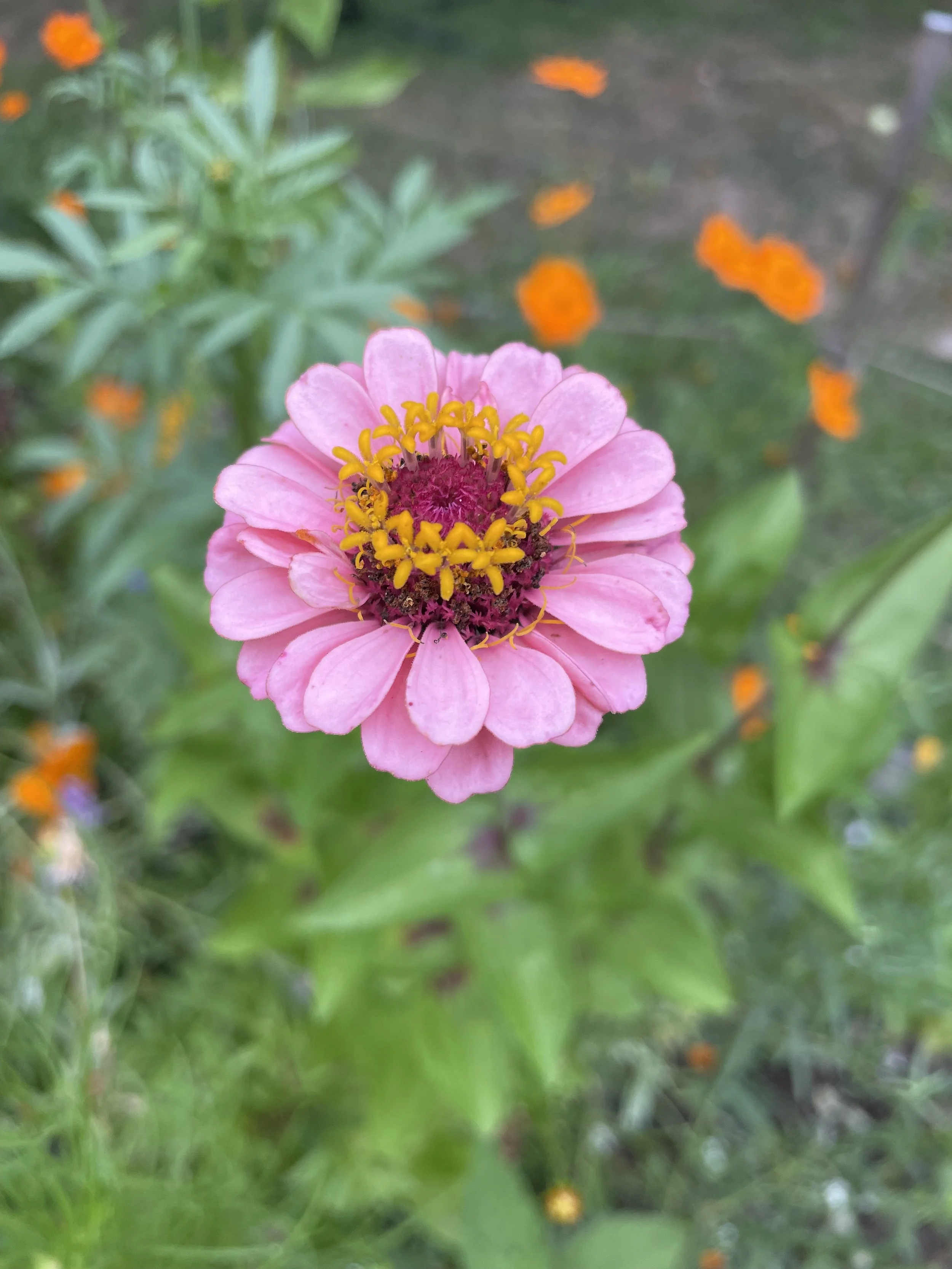 IMG_5179.jpeg