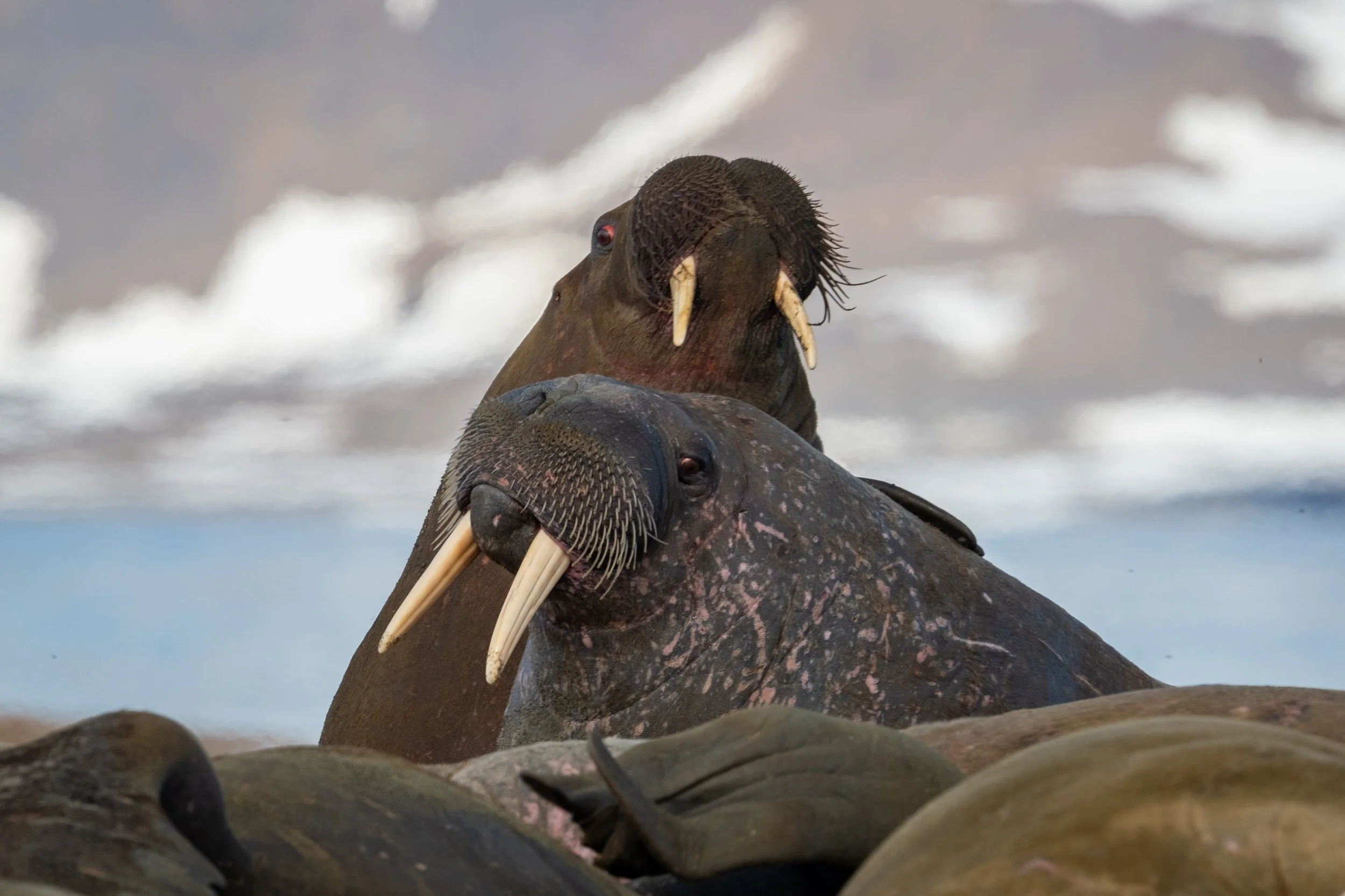 AlongTheIceEdge-36.jpg
