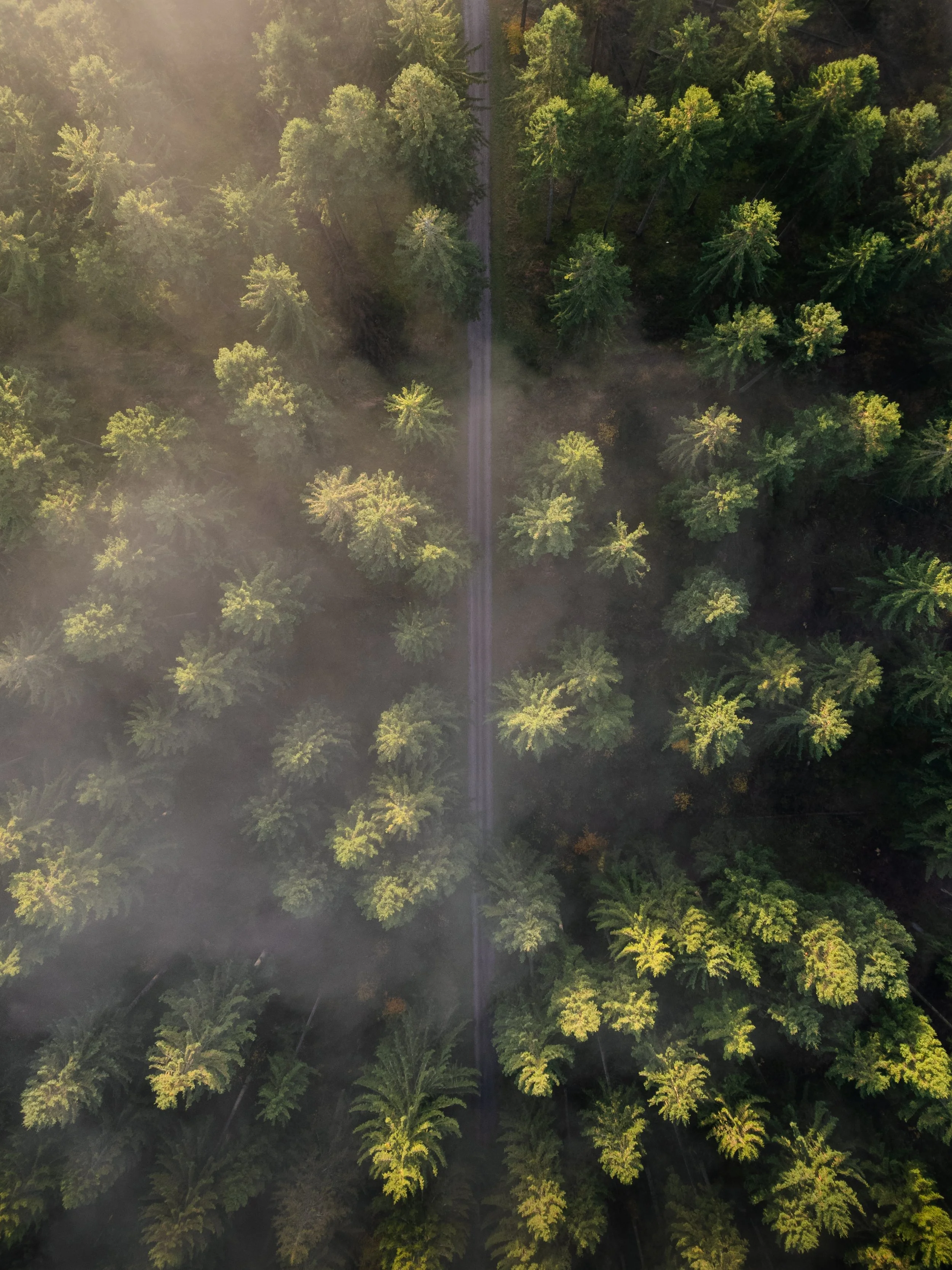 Dronefoto. Skov med tåge
