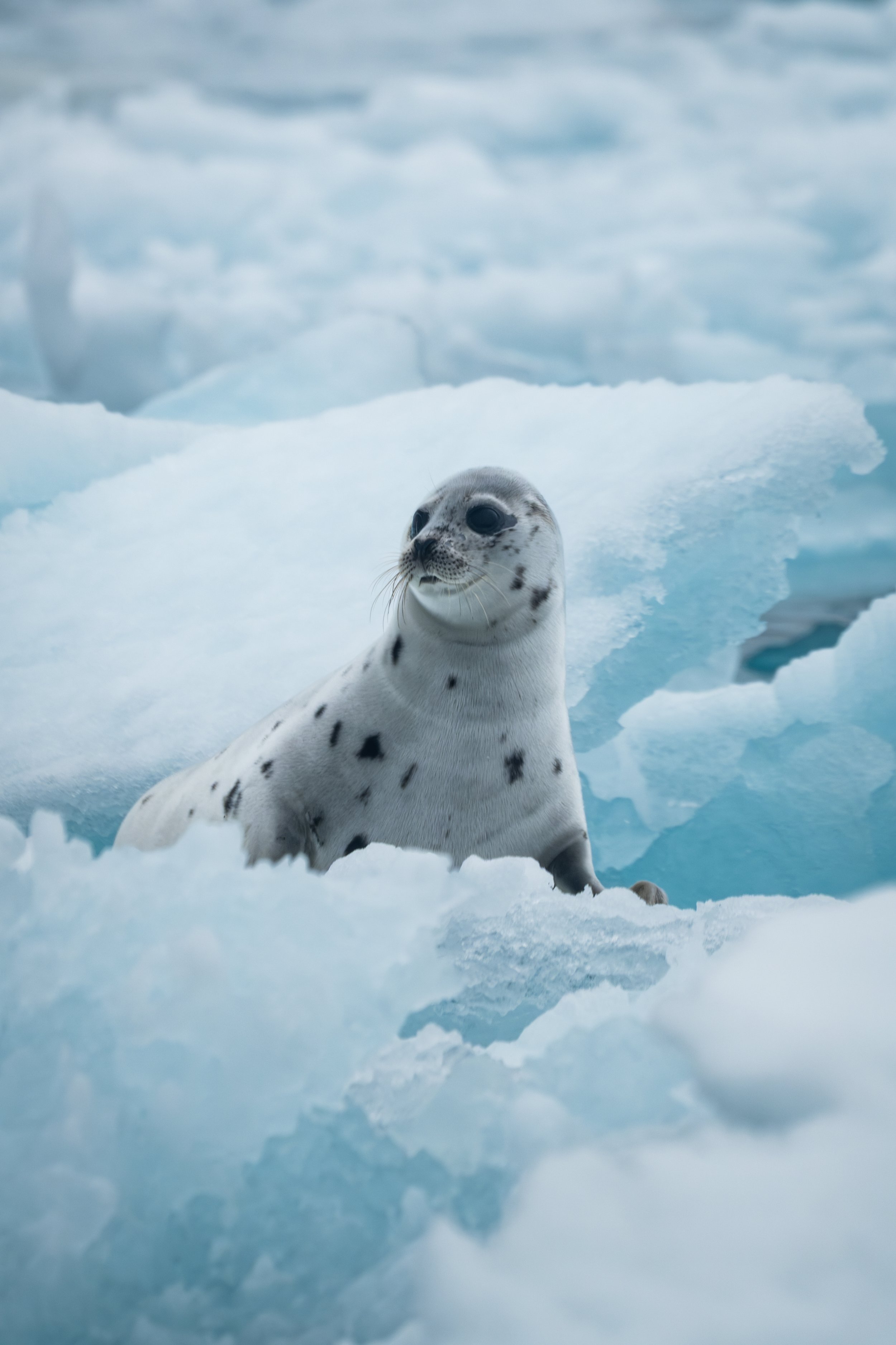 AlongTheIceEdge-63.jpg