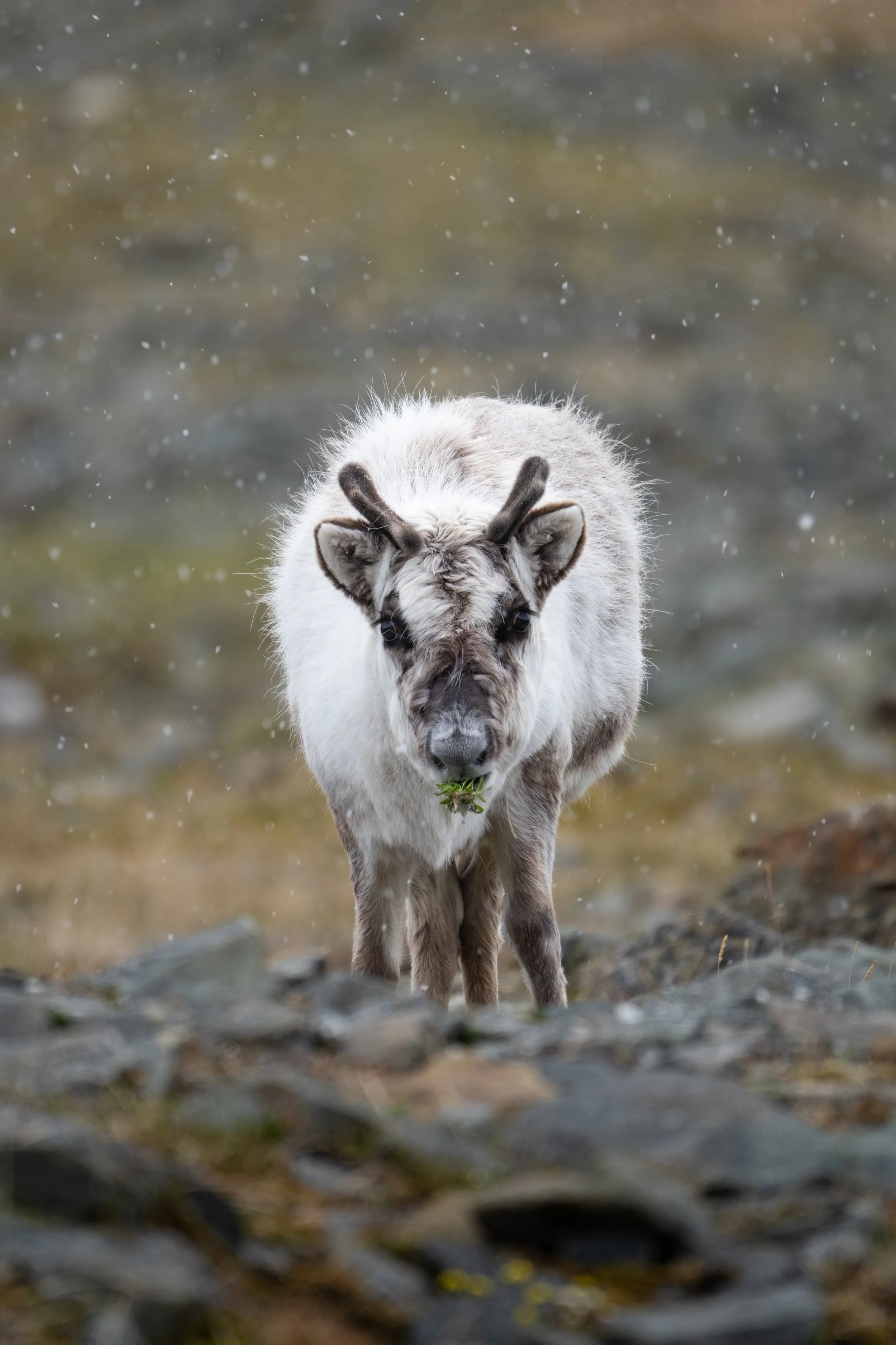 AlongTheIceEdge-11.jpg