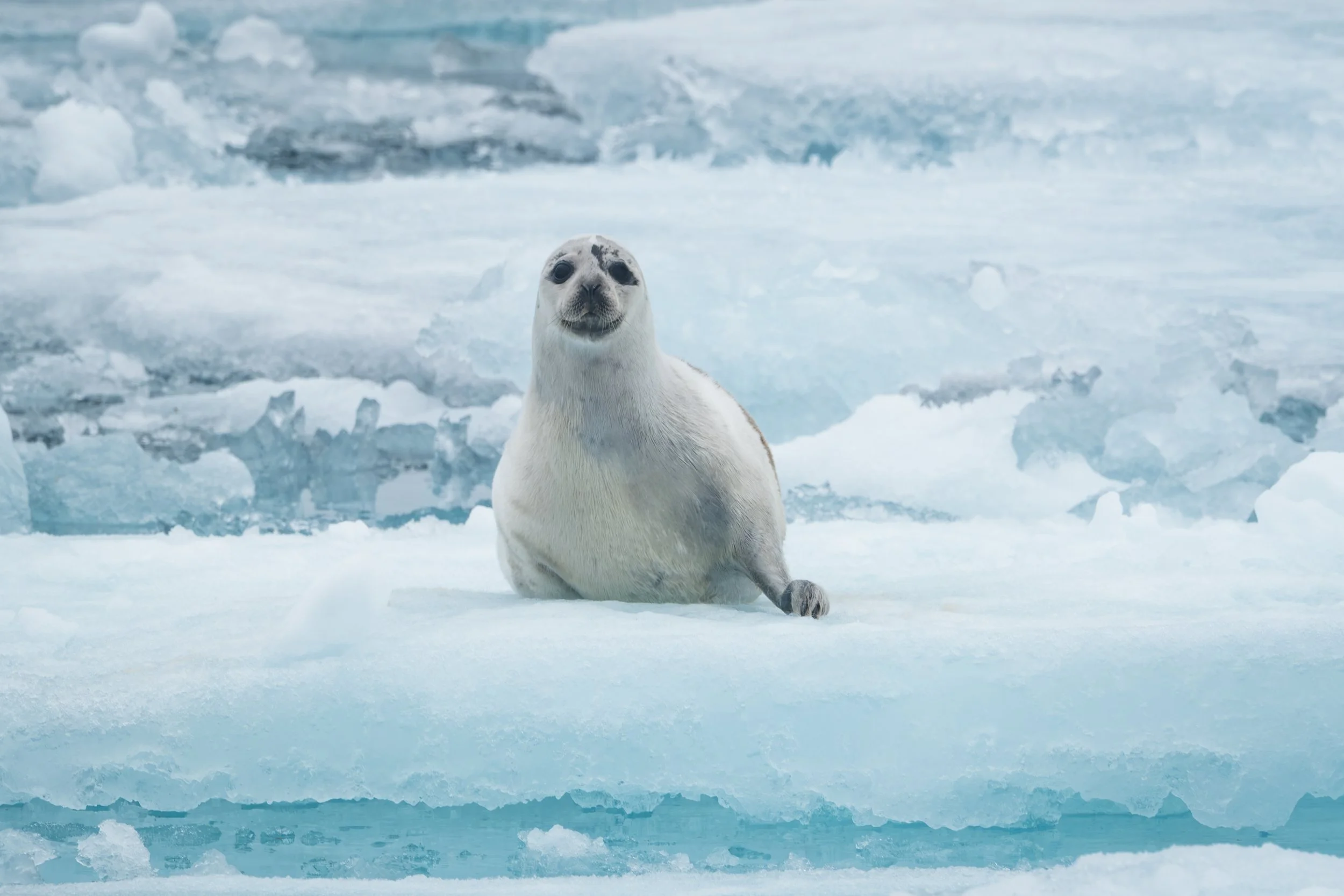 AlongTheIceEdge-61.jpg