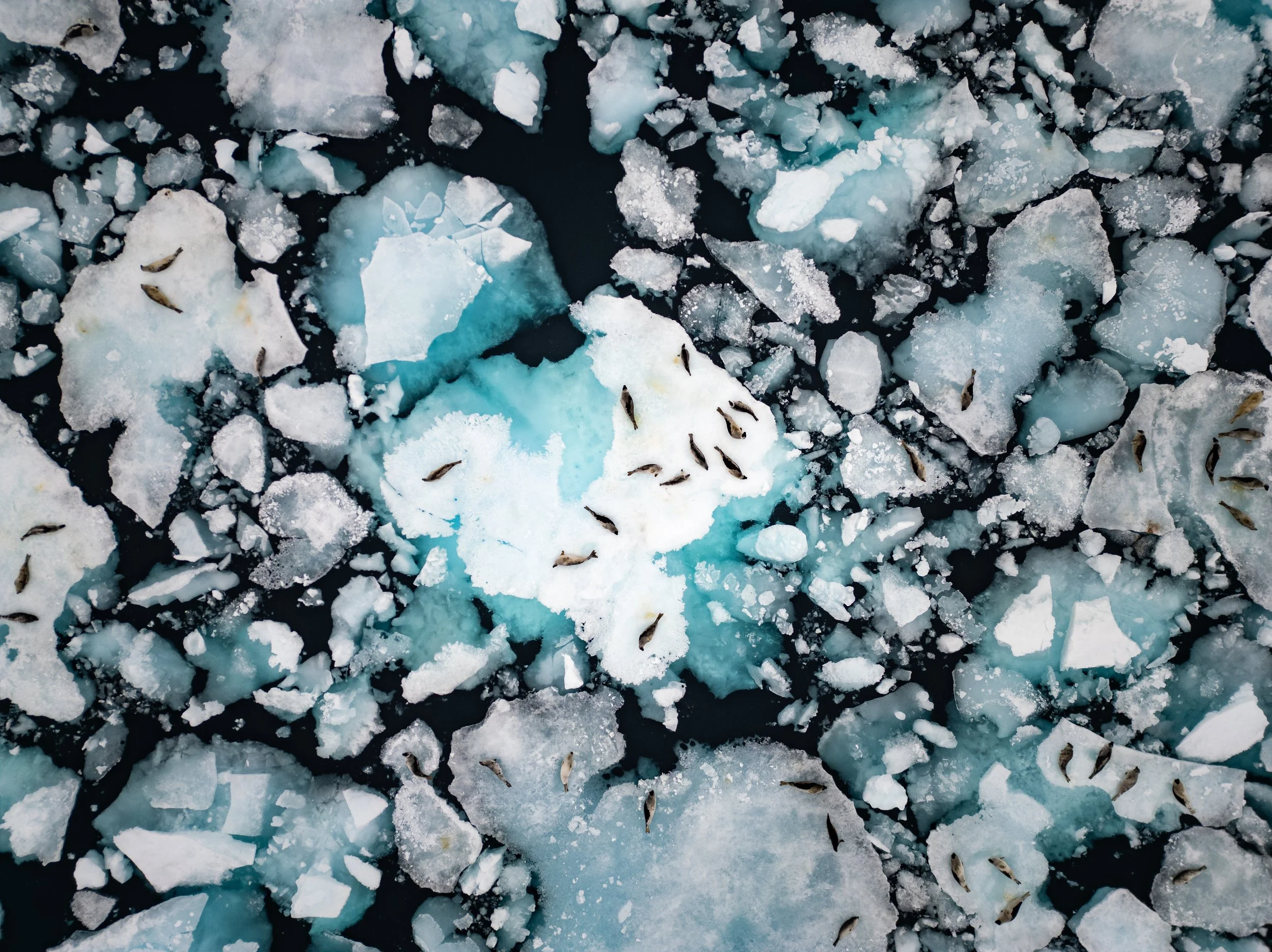 Along the Ice Edge