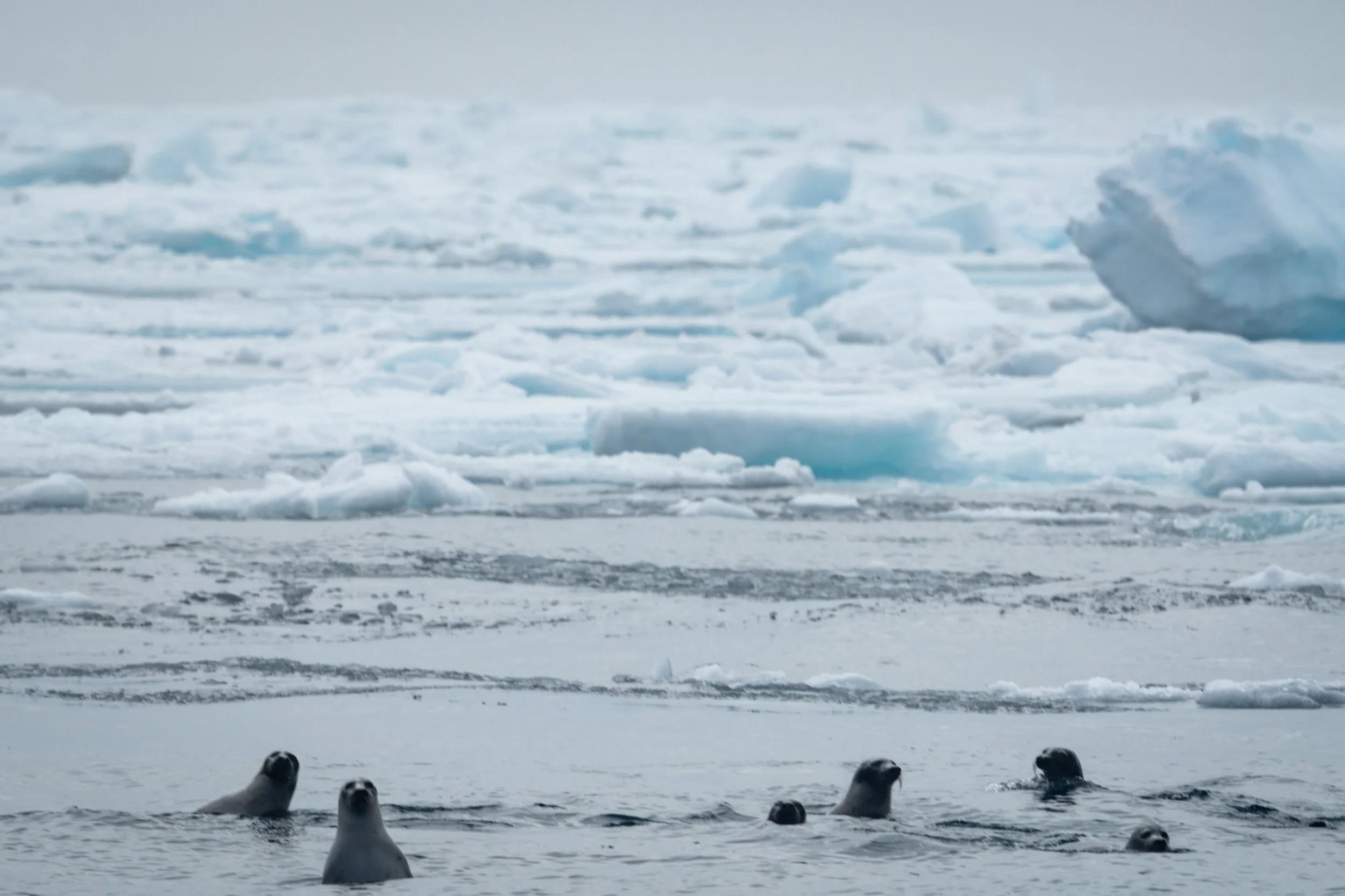 AlongTheIceEdge-68.jpg