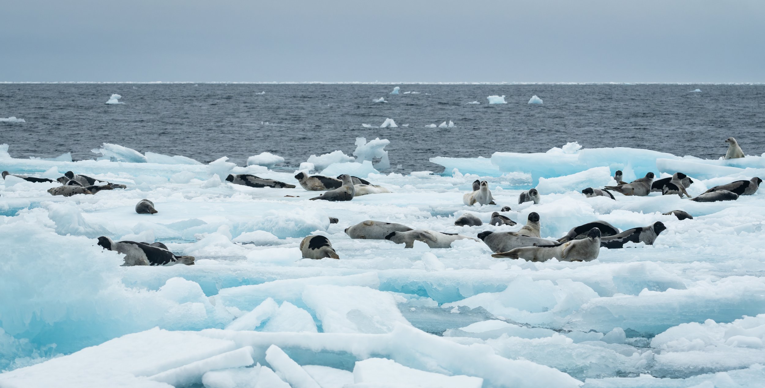 AlongTheIceEdge-65.jpg