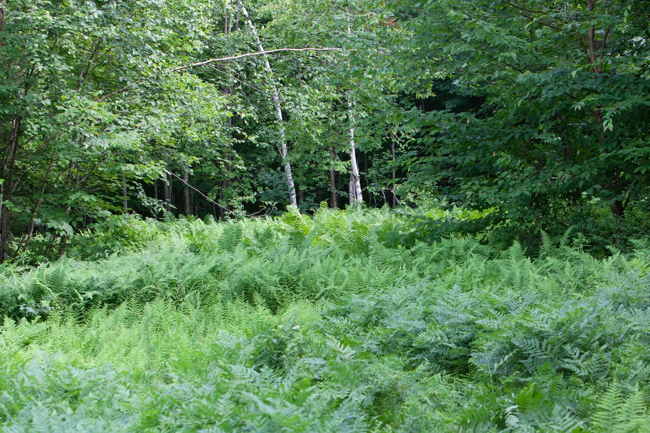 Lush green forest with various trees and dense undergrowth.
