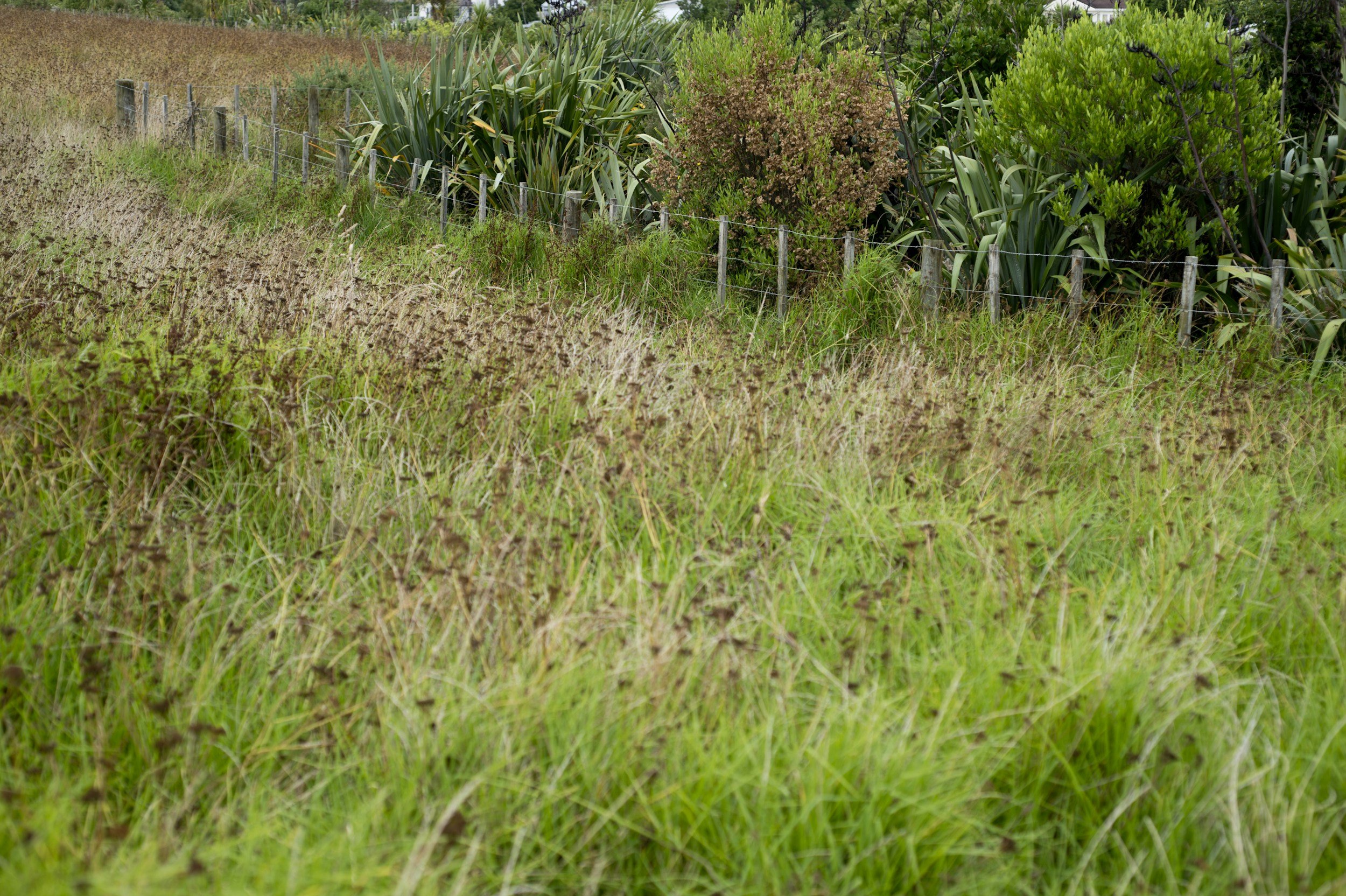 A rural scene with a grassy, slightly overgrown field in the foreground, a barbed wire fence, and dense green bushes and trees in the background.