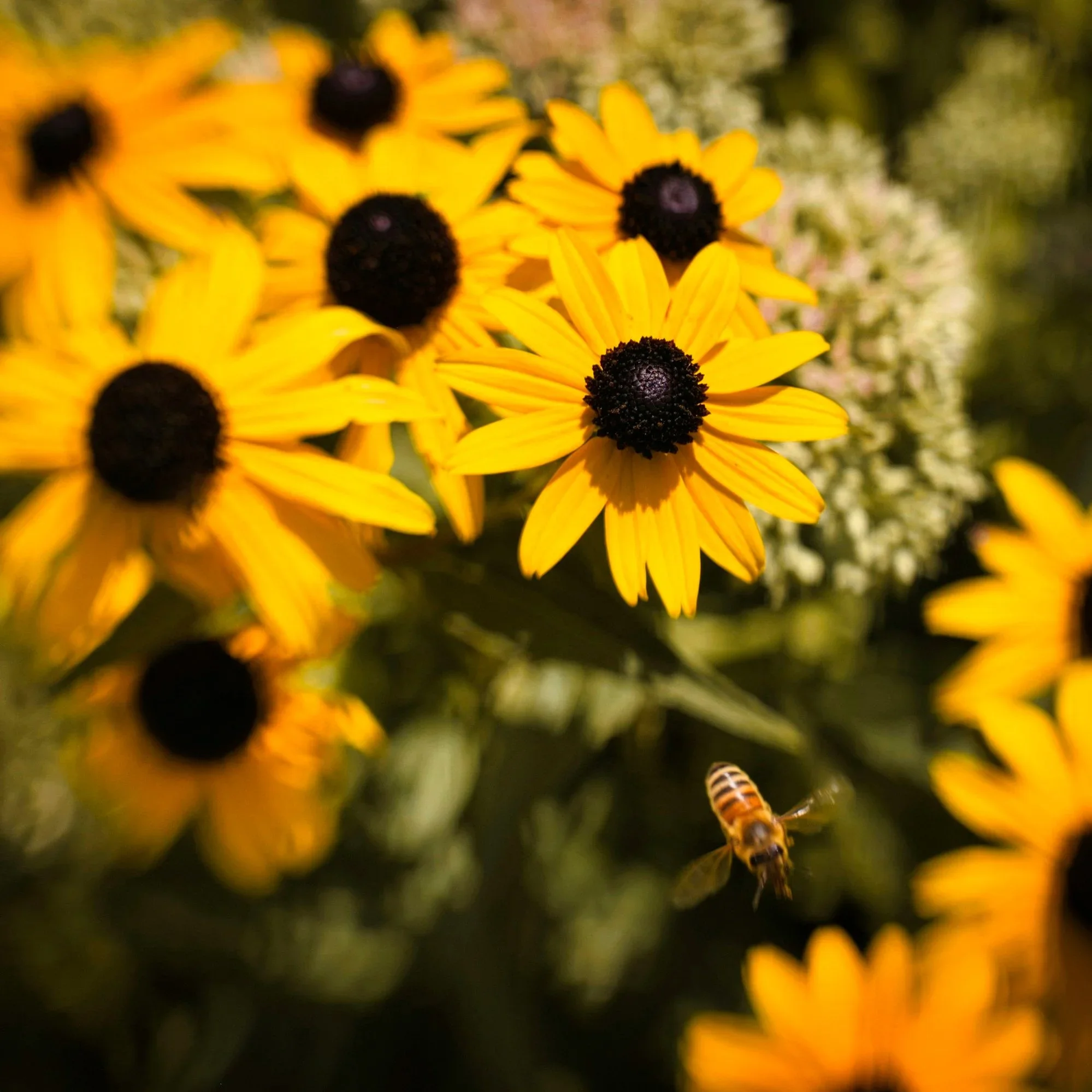 Protect a Home from Insects and Debris with Quality Screen Rooms