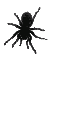 Silhouette of a tick with detailed features.
