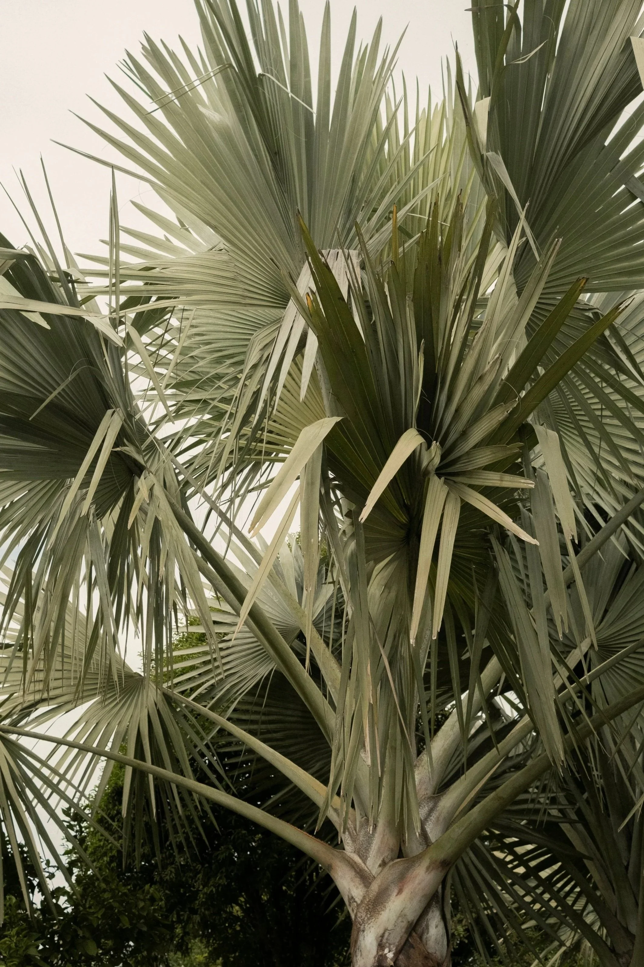 Een grote palmboom met brede, grijsgroene bladeren, gezien vanaf de onderkant, met enkele kleinere begroeiingen onder de boom.