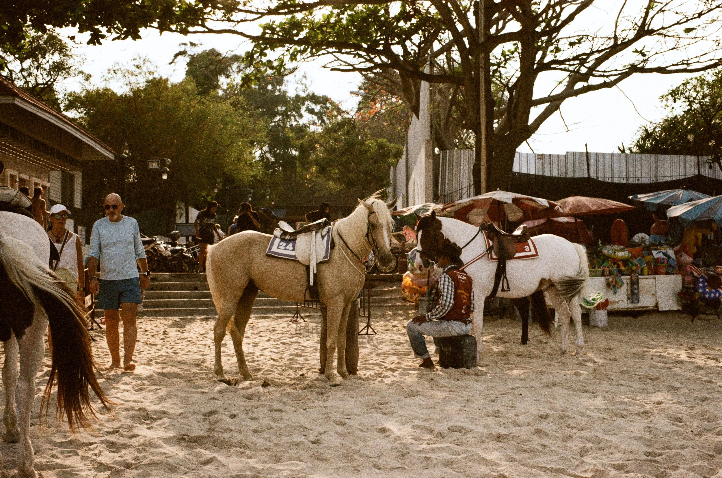Horses standing on the sand near the trees at Hua Hin beach, captured on film.