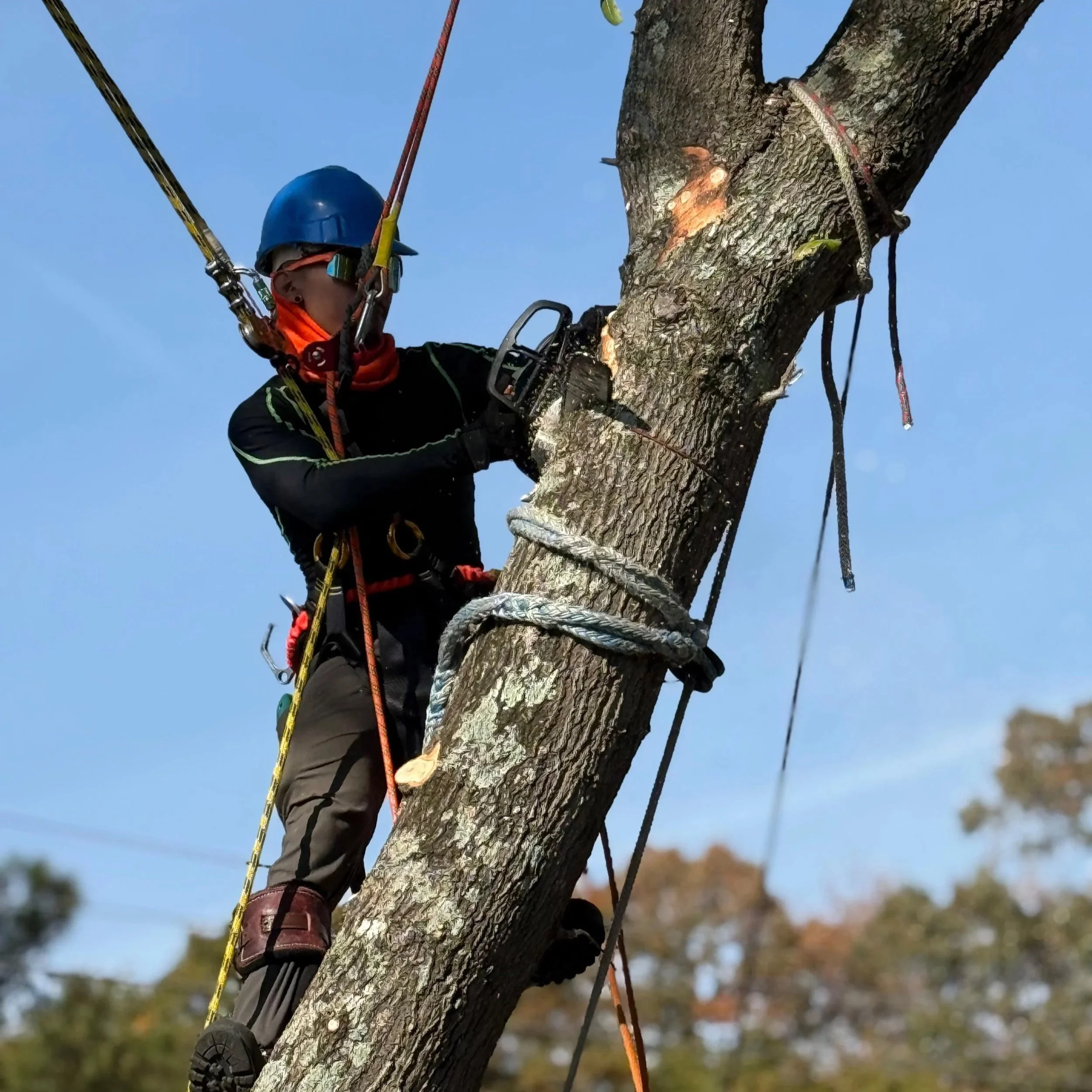 Man using chainsaw to cut tree