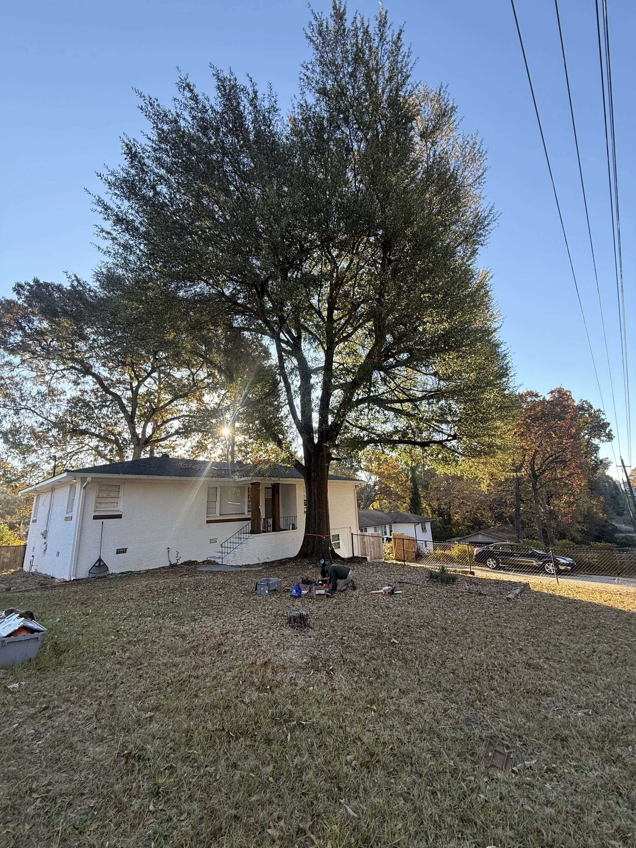 Tall tree in front of house