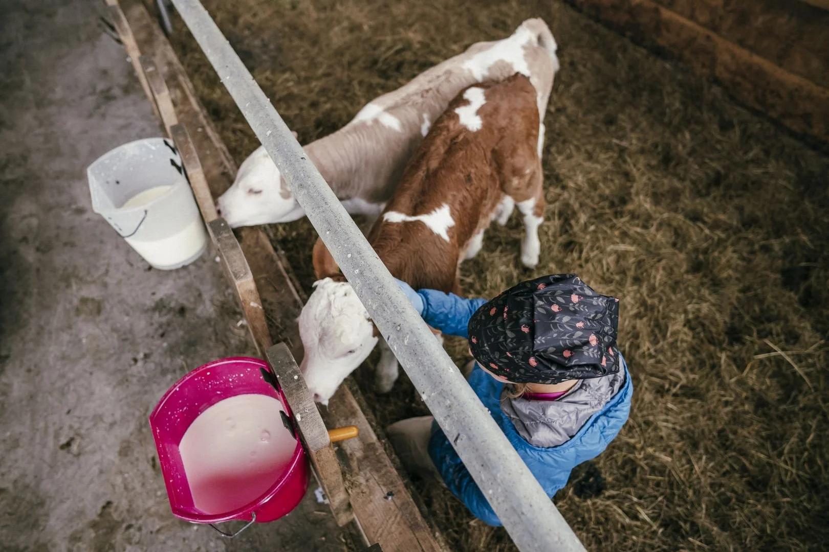Eine Frau füttert kleine Kälber in einem Stall mit Milch. Es gibt mehrere Kälber, die an Futter trinken.