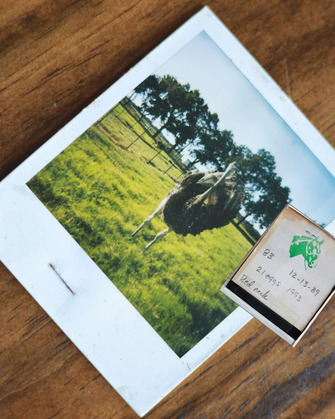 We found this in an old photo album and had to share. That's Red Neck, one of the original ostriches who lived right here on what's now Feather Creek Farms, back in 1989. Seeing these aerial shots next to that little Polaroid reminds us just how much