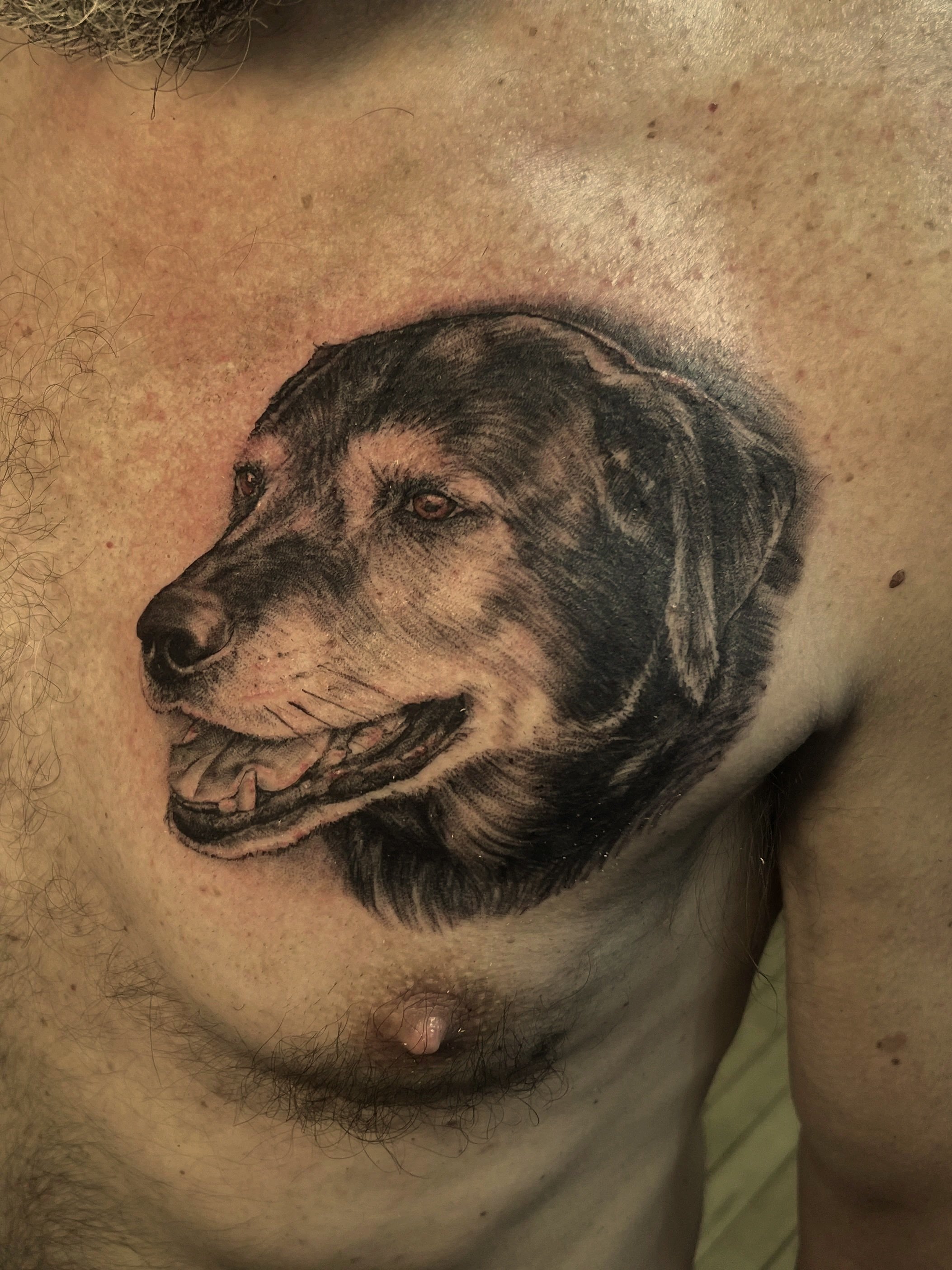 A tattoo of a realistic dog’s face on a person's chest, with the dog’s head slightly tilted and eyes looking to the side.