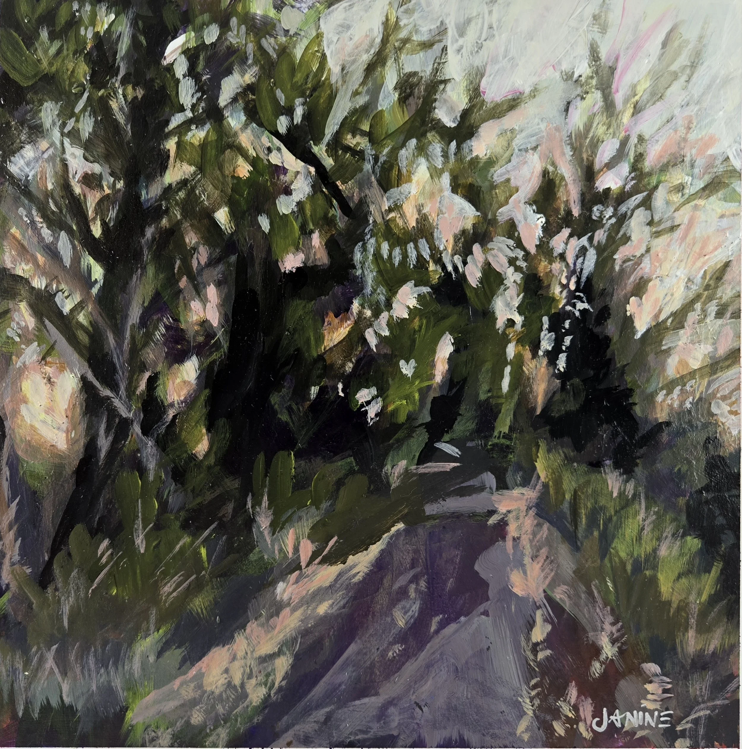 Chasing the Light:  Gravel Path through the White Spruce Forest Area as the sun is setting