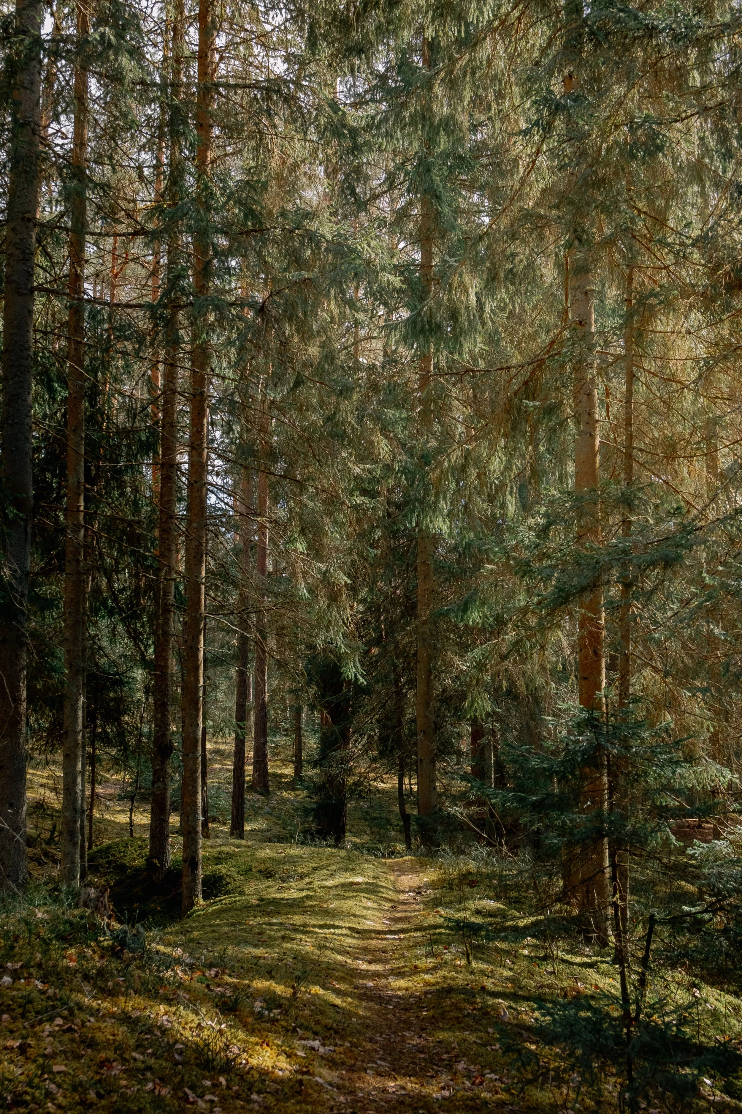 Une forêt avec des arbres verts et un sentier en terre au sol.