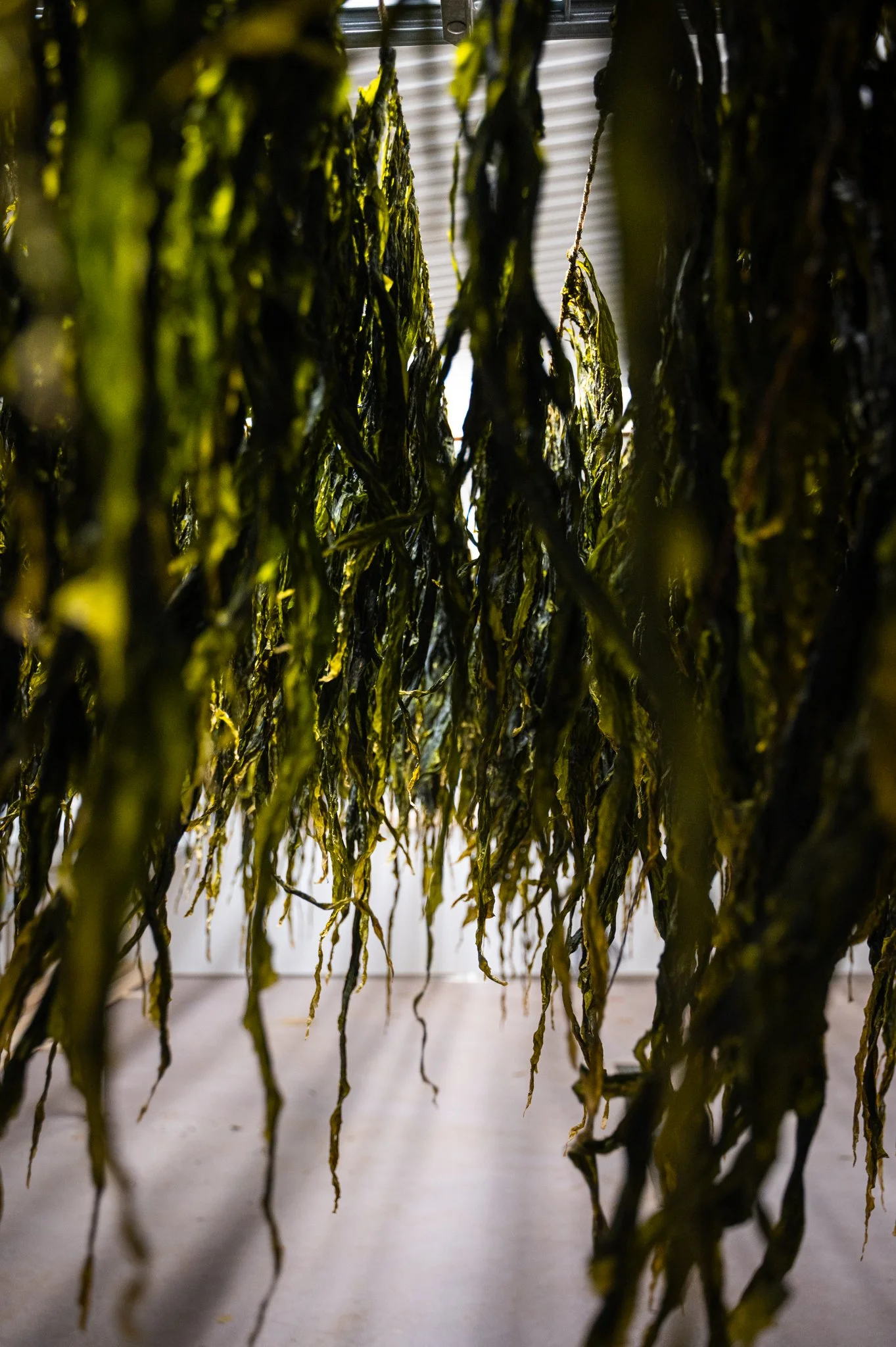 Drying Norwegian Kombu