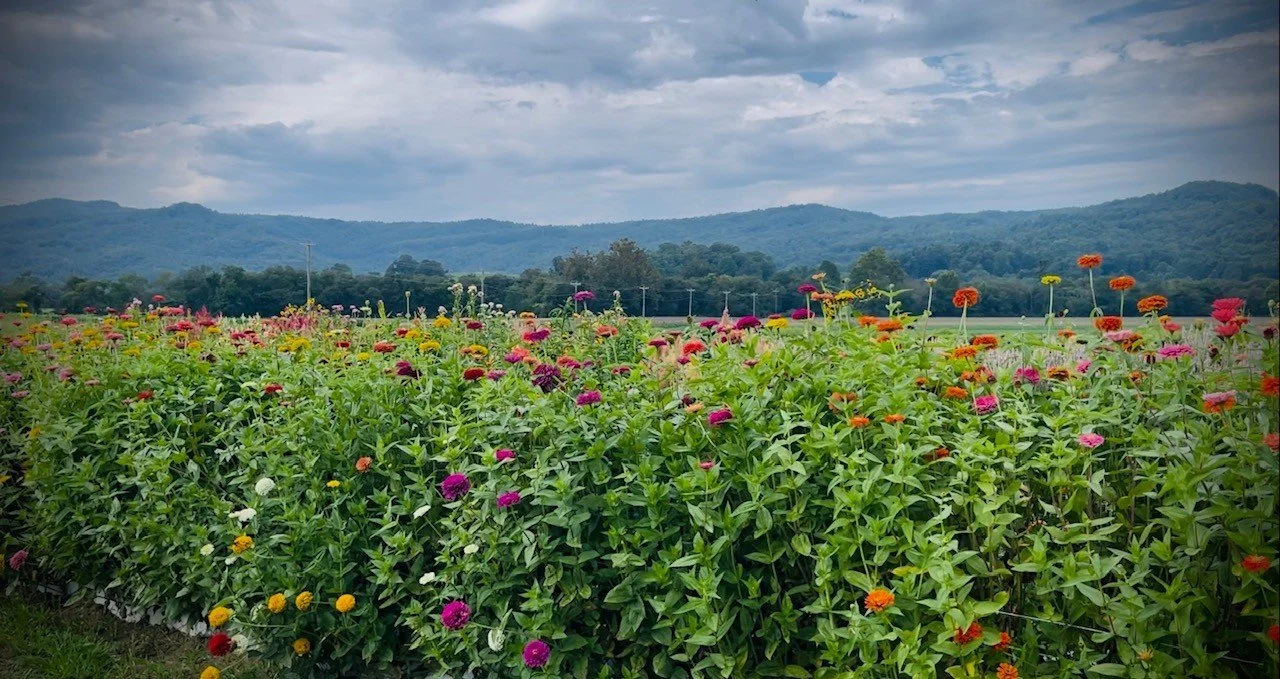 A colorful flower garden with various blooming flowers in the foreground, green hills or mountains in the background, and a cloudy sky above.