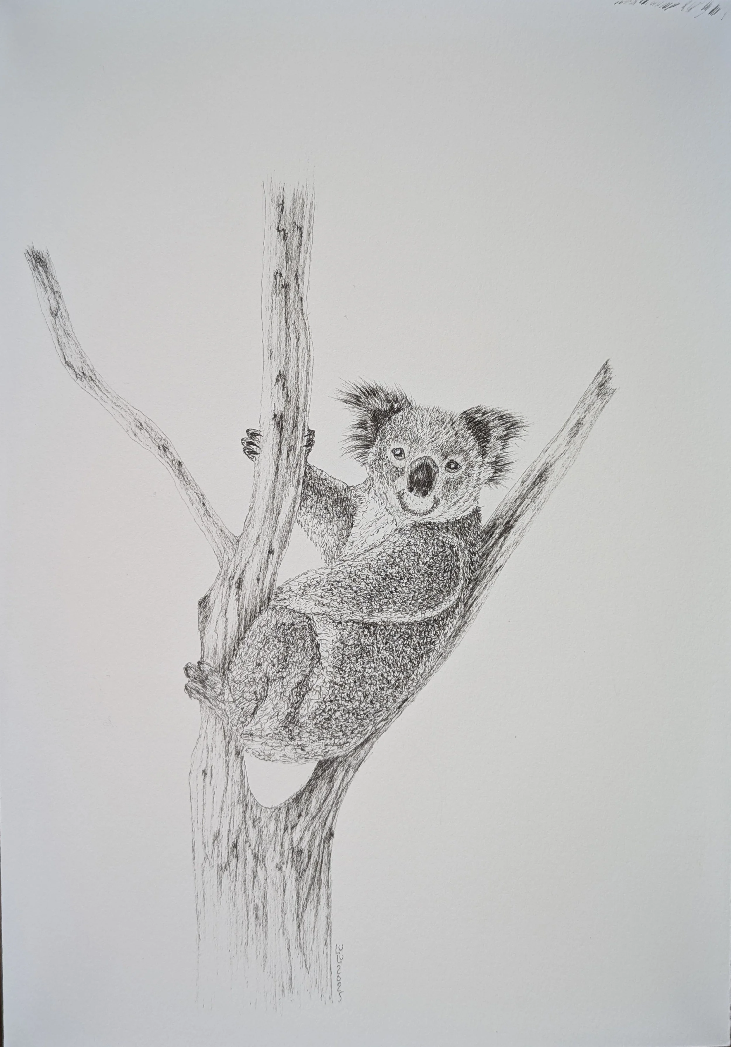 Koala.jpg