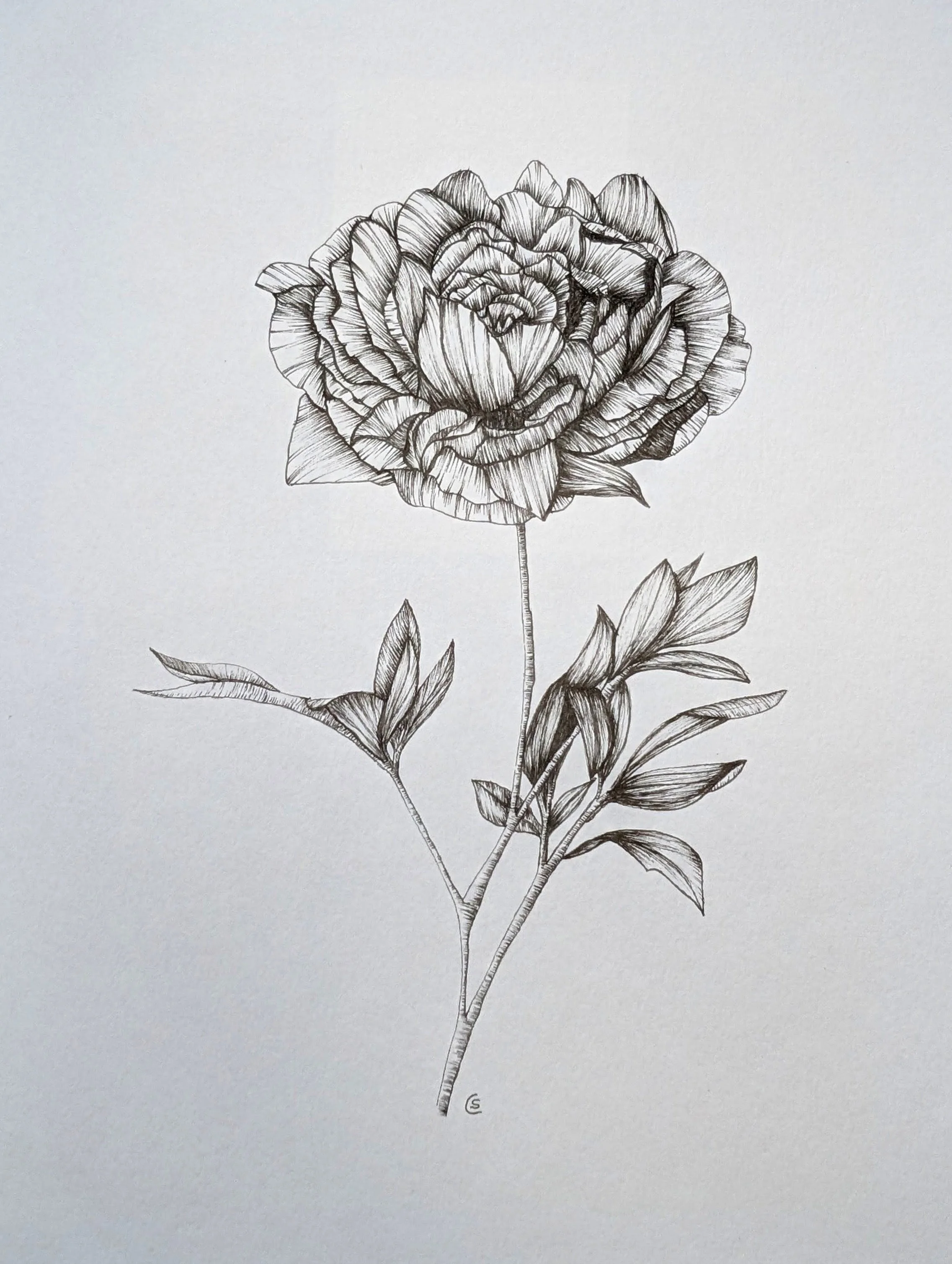rose.jpg