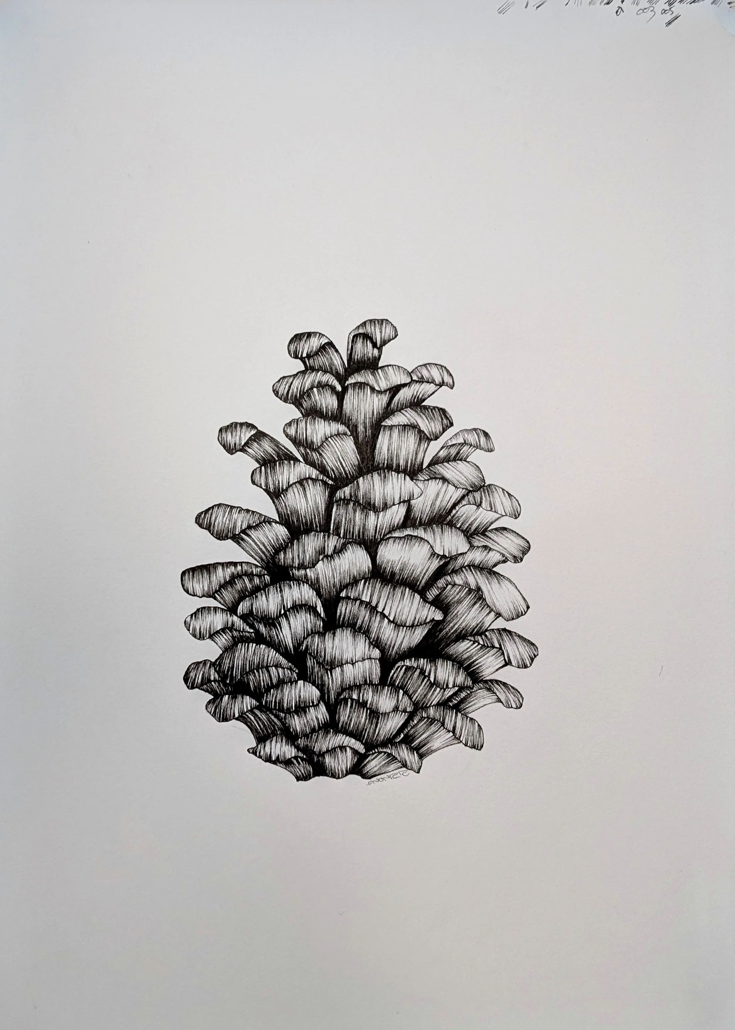 pomme de pin.jpg