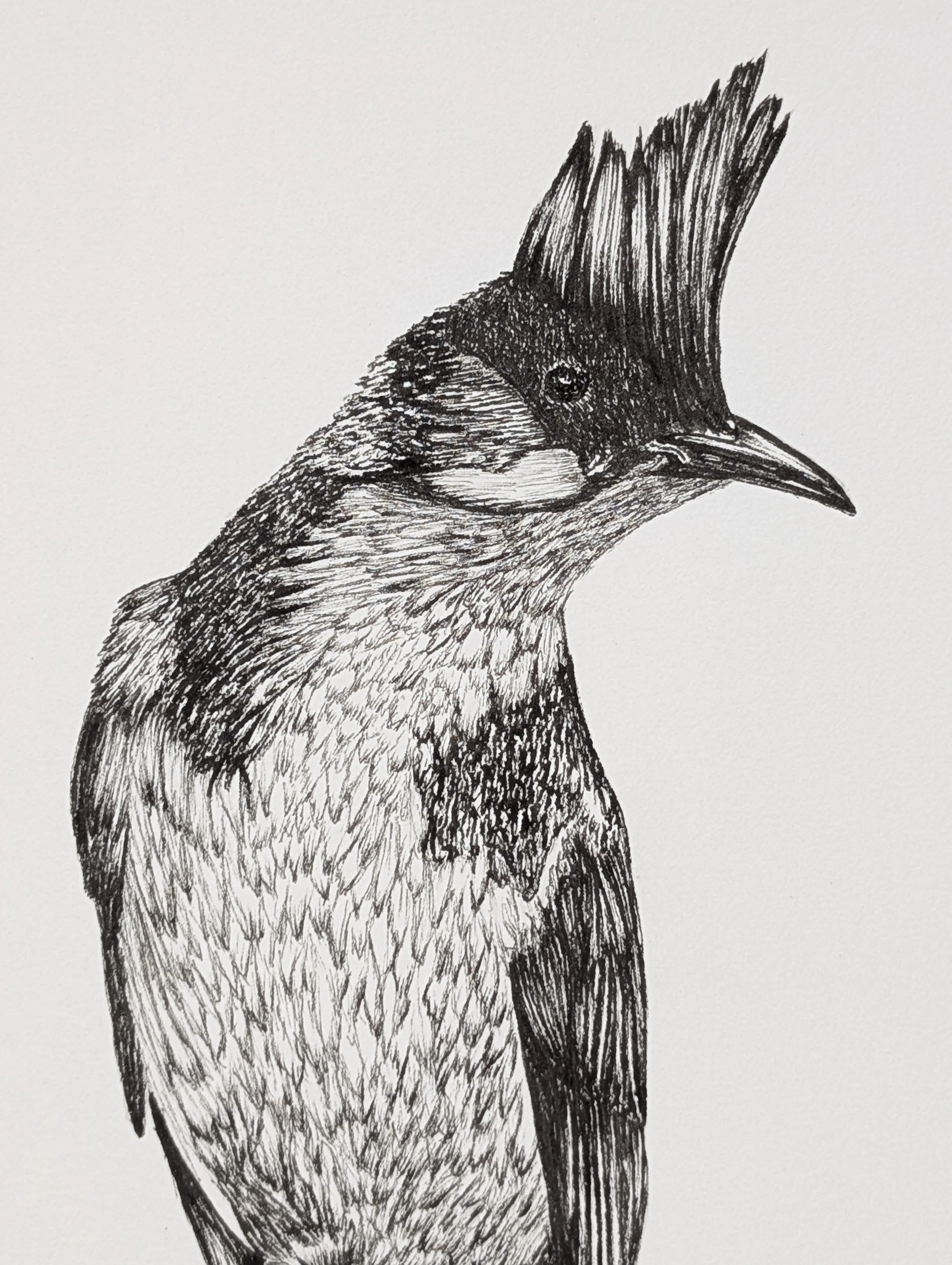 Bulbul orphée zoom.jpg