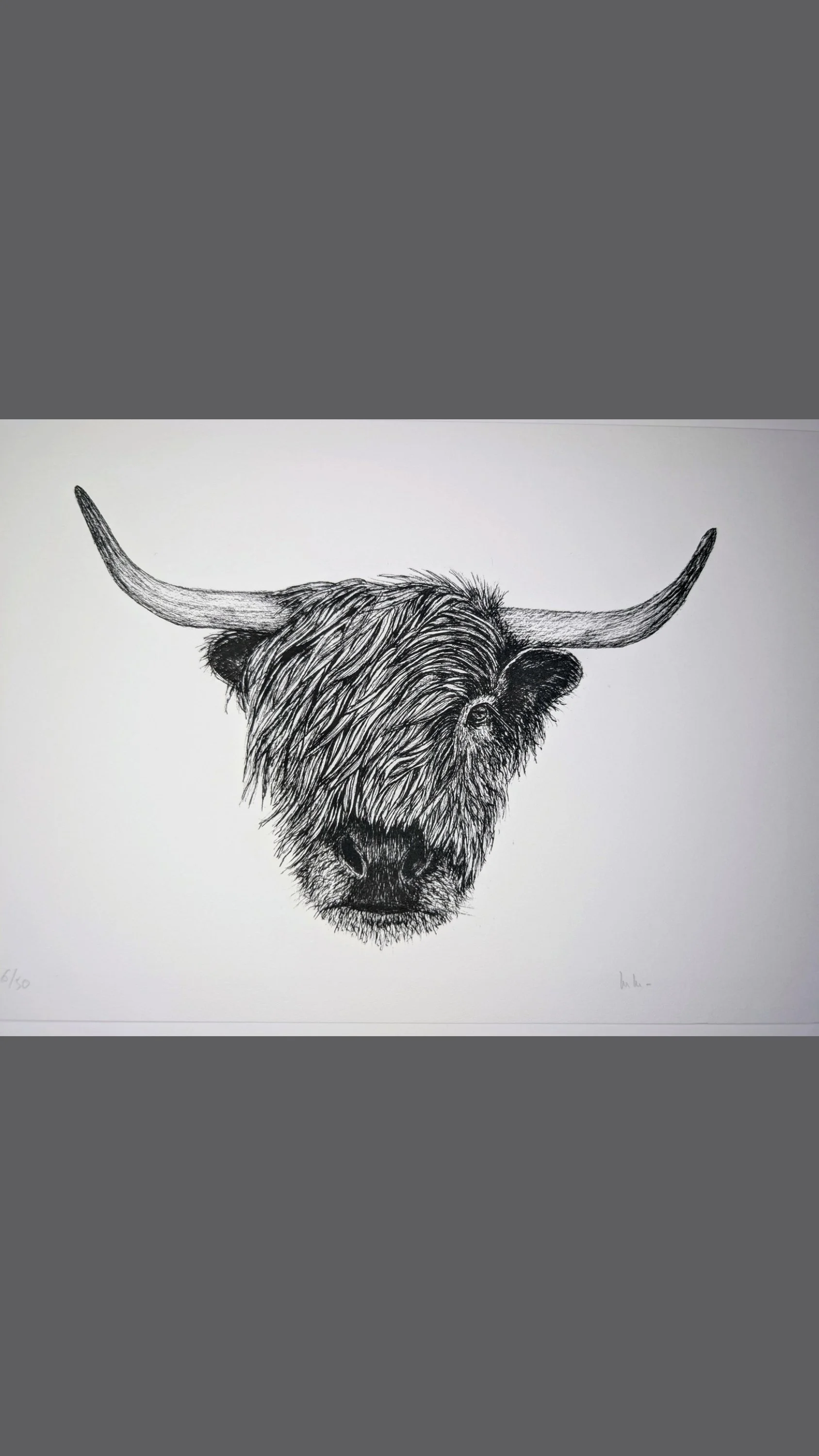 Highland - la vache écossaise