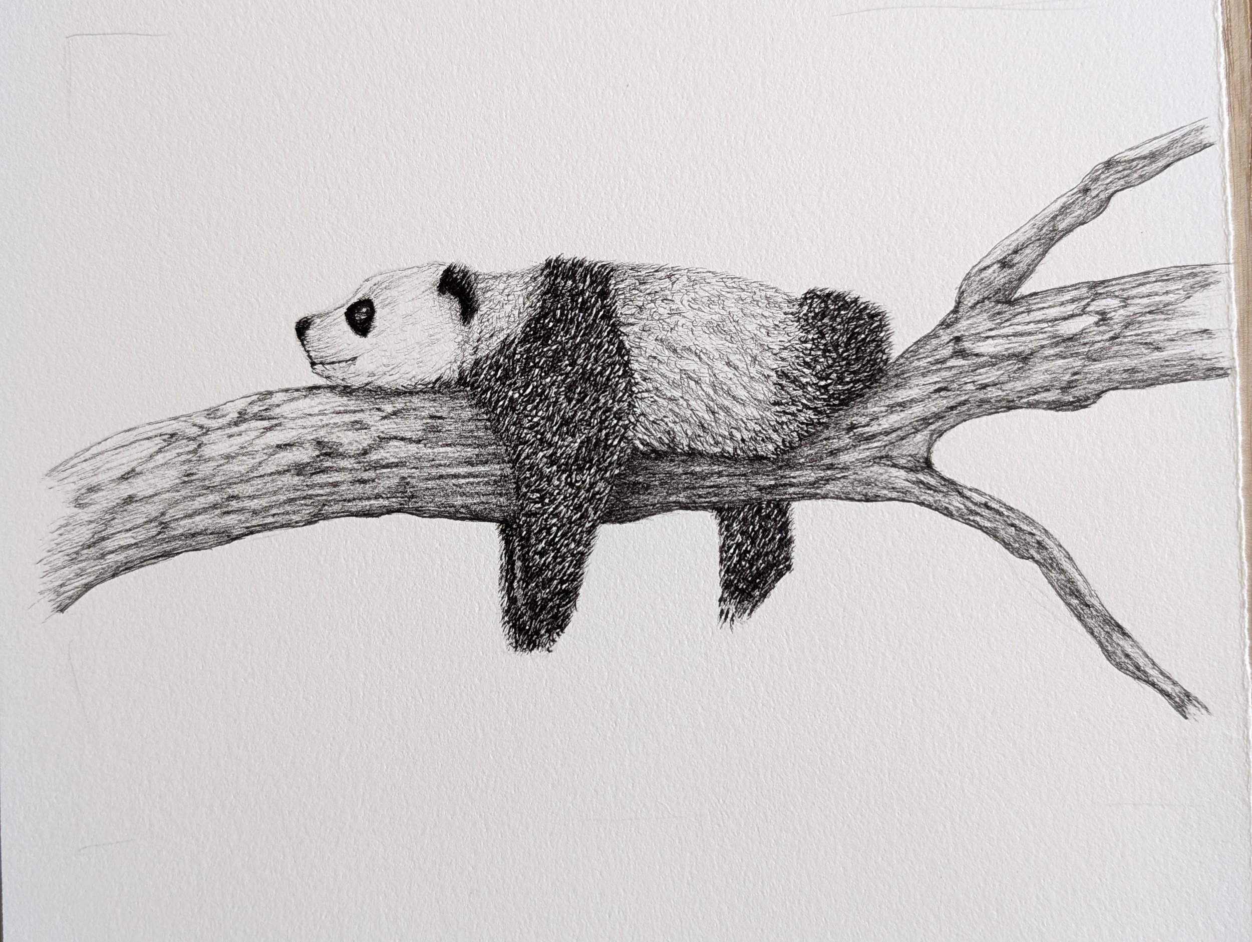 Panda - original