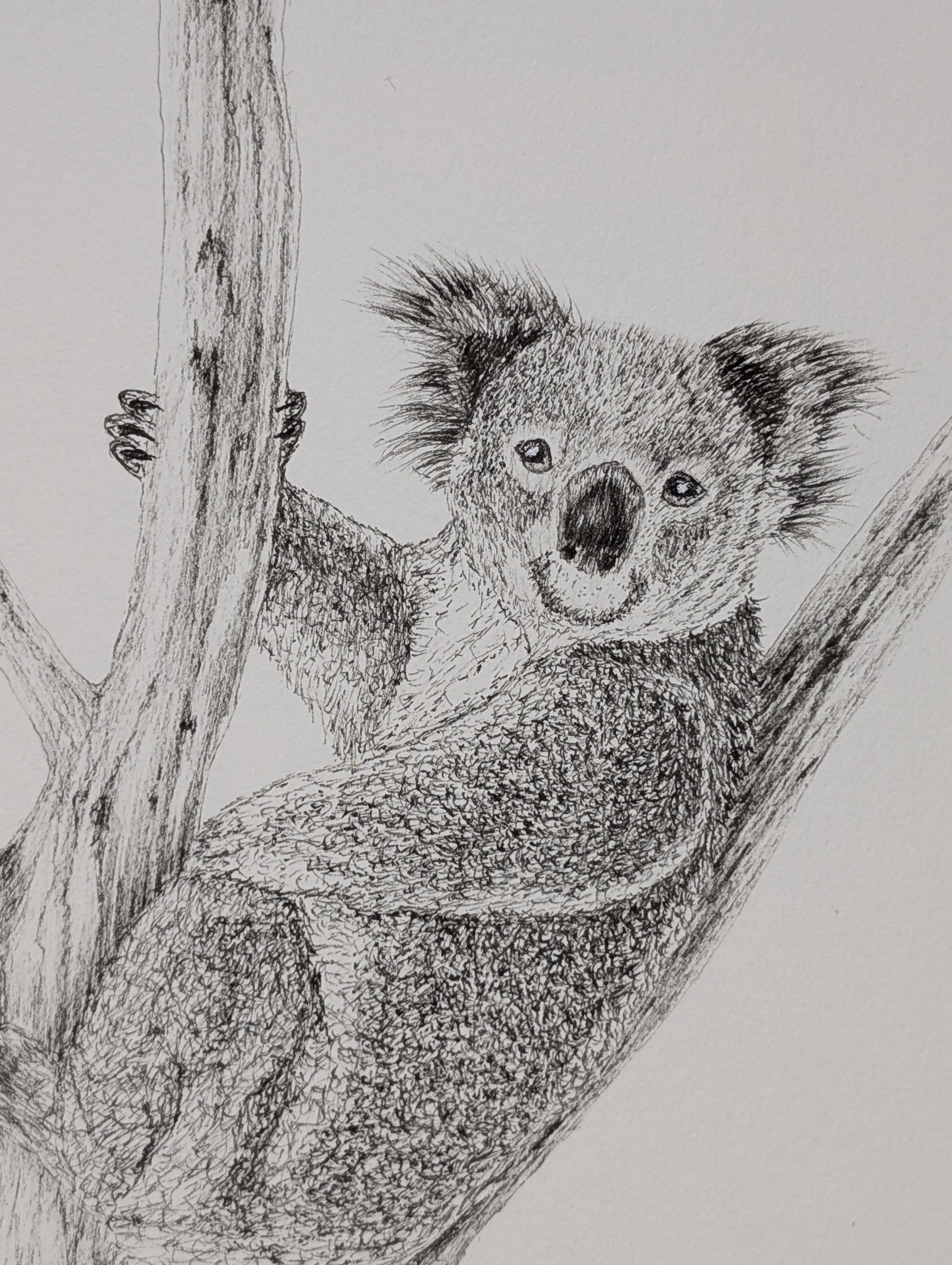 Koala zoom.jpg